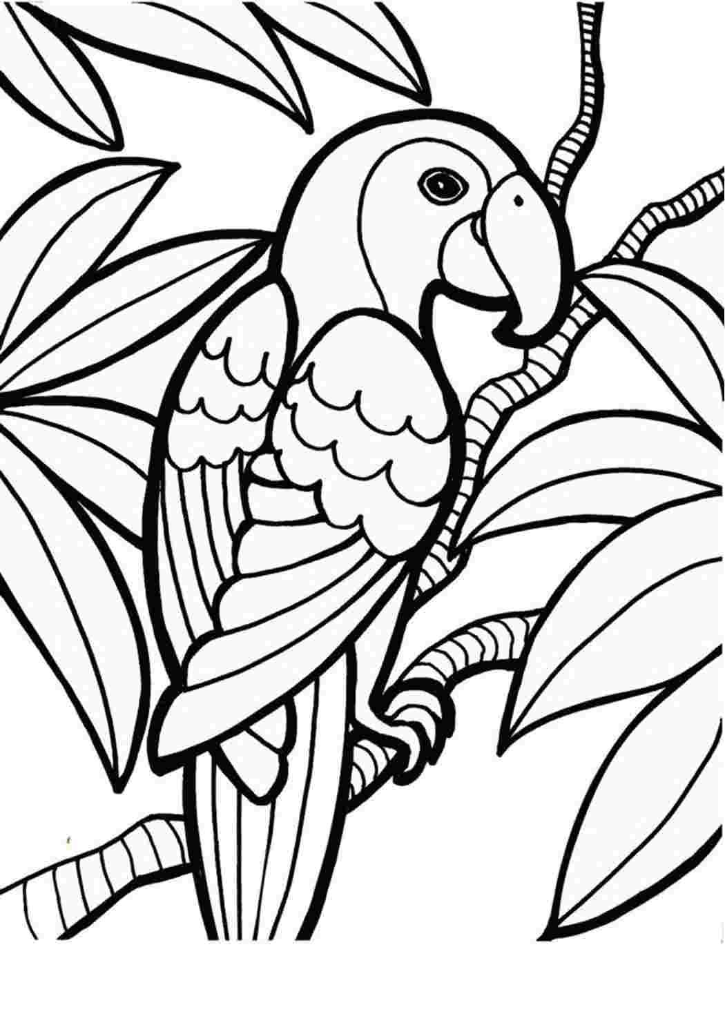 BK-GX21900 Картина раскраска Попугай Ара (Без коробки)