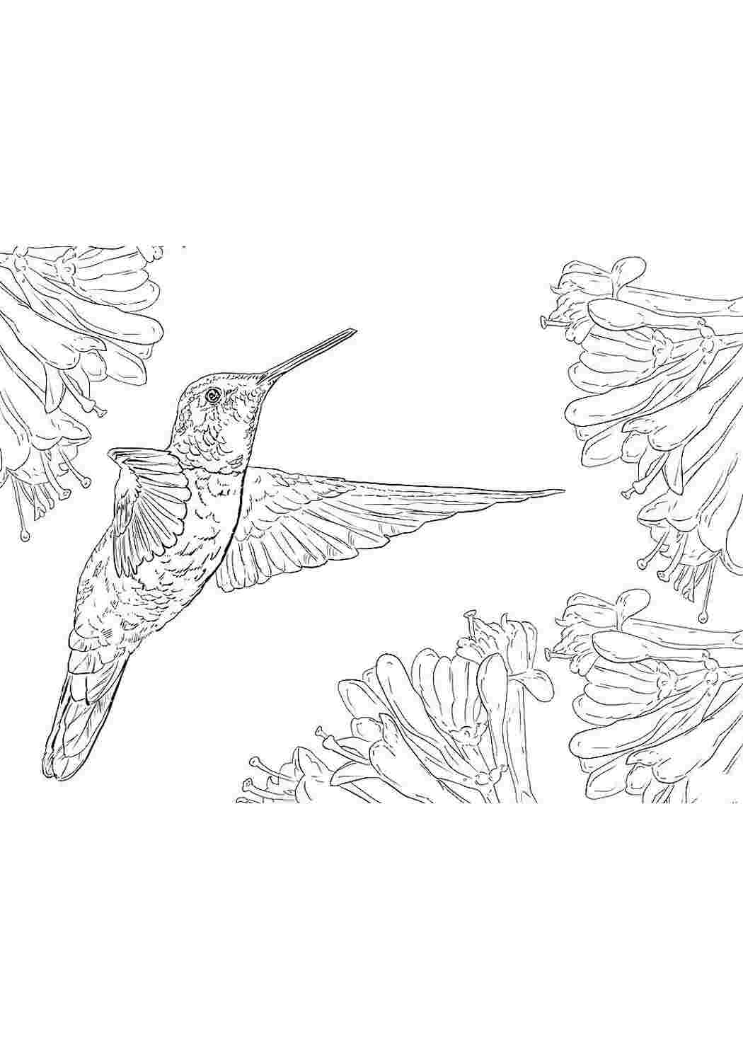 Раскраски раскраски животные раскраска колибри. Раскраска без регистарции. раскраски животные раскраска колибри. Интересные раскраски.