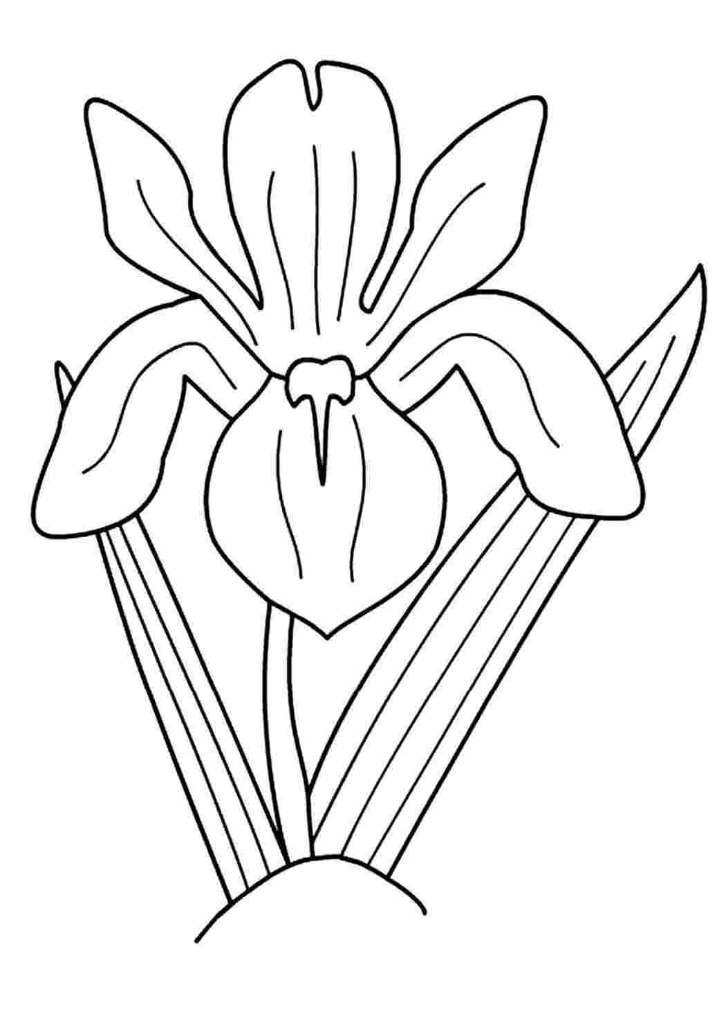 Раскраски Ирисы - Раскраски для печати бесплатно