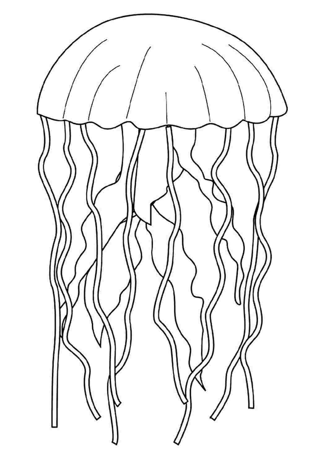 раскраски животные раскраска медуза. Раскраска без регистарции.