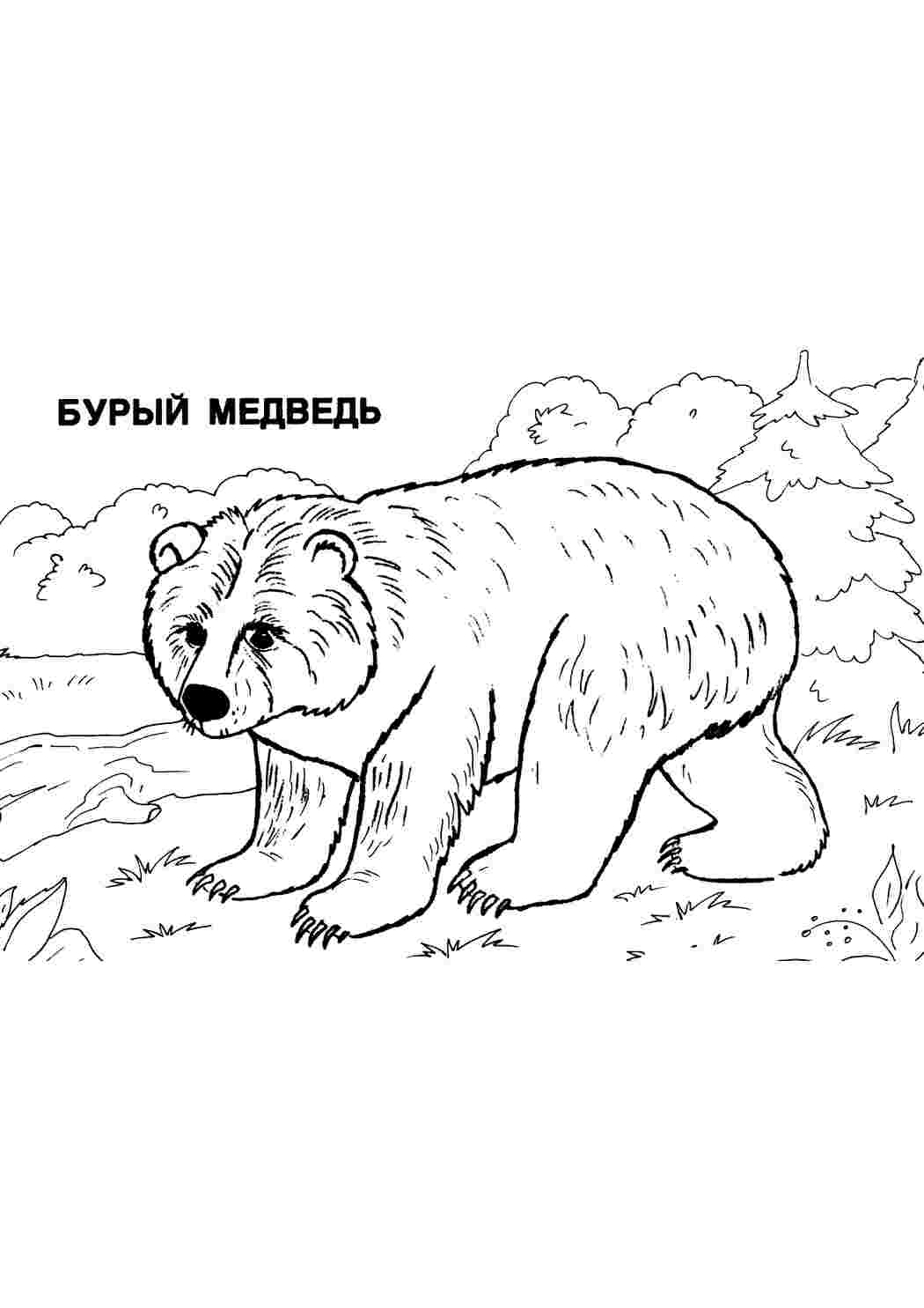 раскраски животных раскраска медведь. Раскраски без СМС.