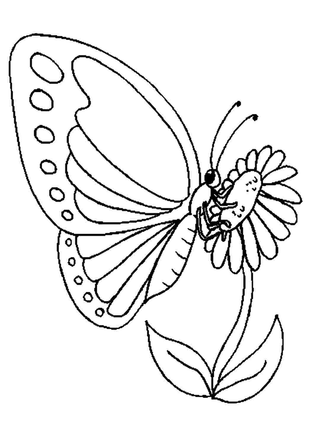 Бабочка  на ромашке. Онлайн раскраски.
