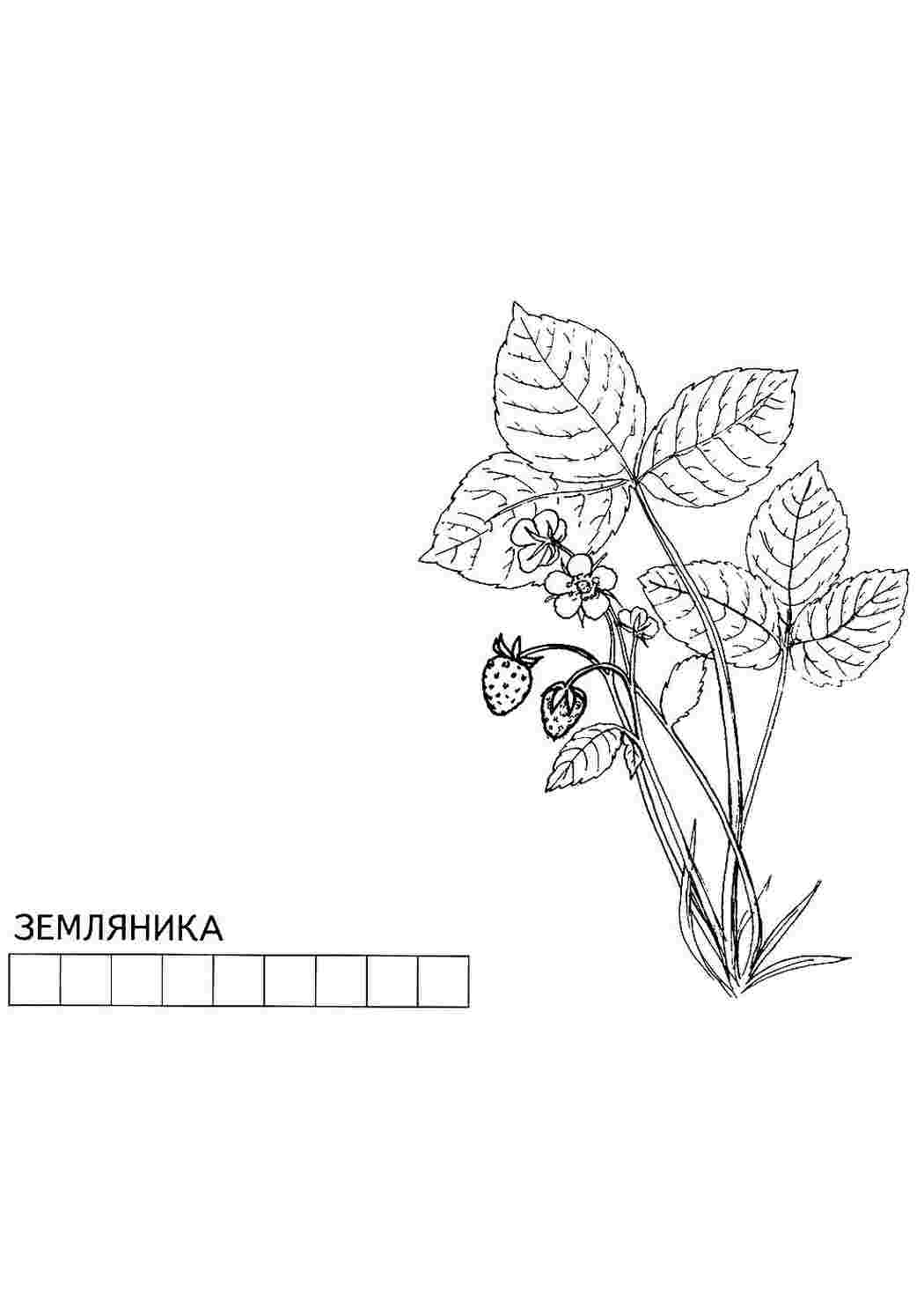 Земляника детский рисунок - 69 фото