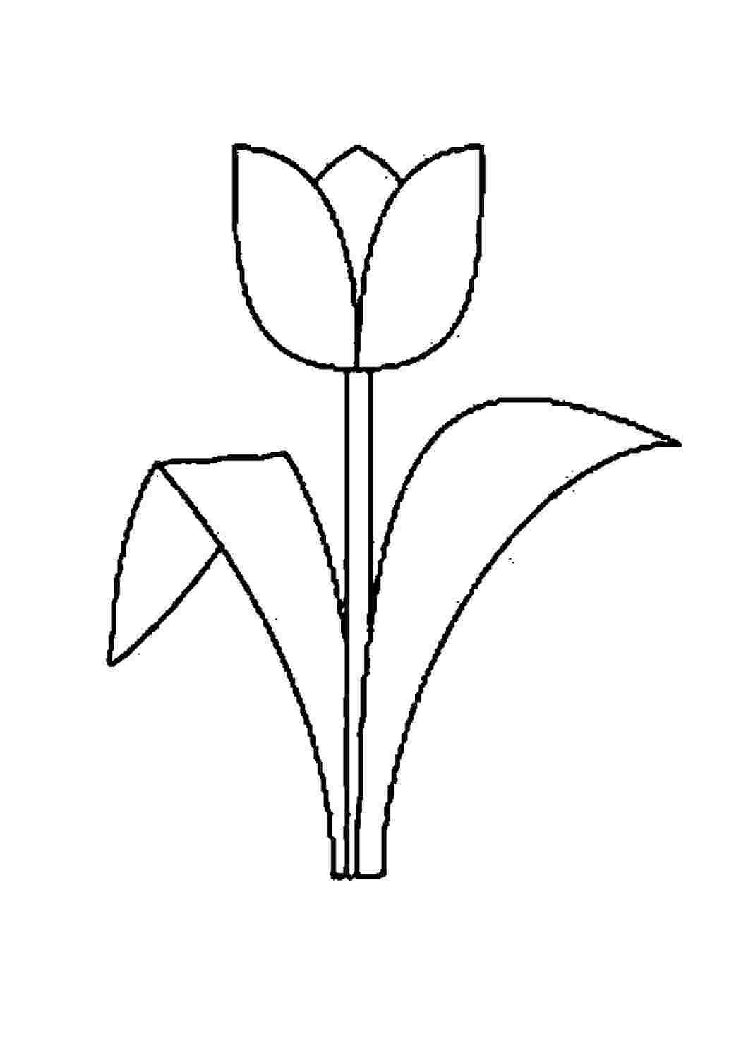 раскраска тюльпан. Скачать раскраски бесплатно.