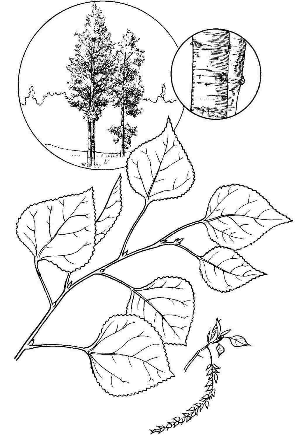 Раскраски Тополь осиновидный. Распечатать раскраски на сайте. Тополь осиновидный. Интересные раскраски.
