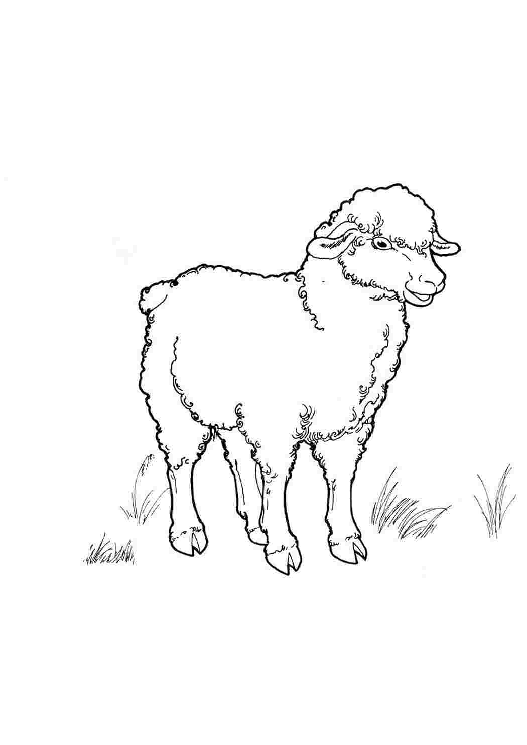 Рисунок овцы раскраска — Все для детского сада