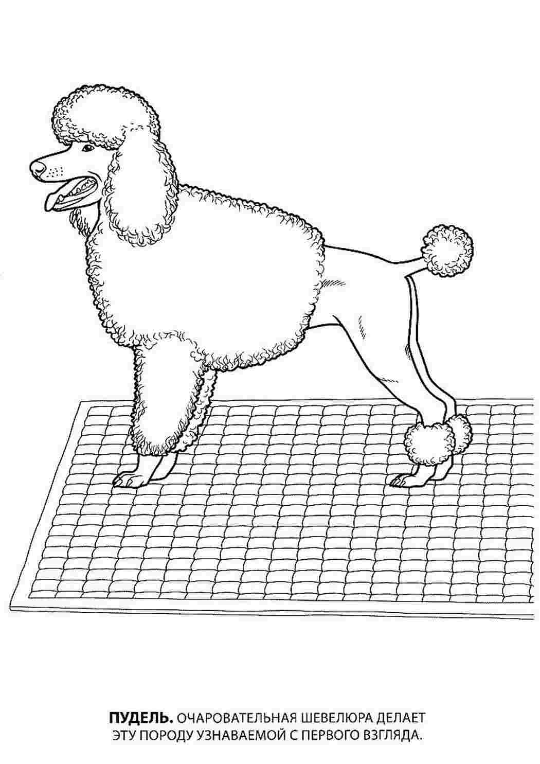 Раскраски раскраски животные раскраска пудель. Скачать раскраски. раскраски животные раскраска пудель. Скачать раскраски.