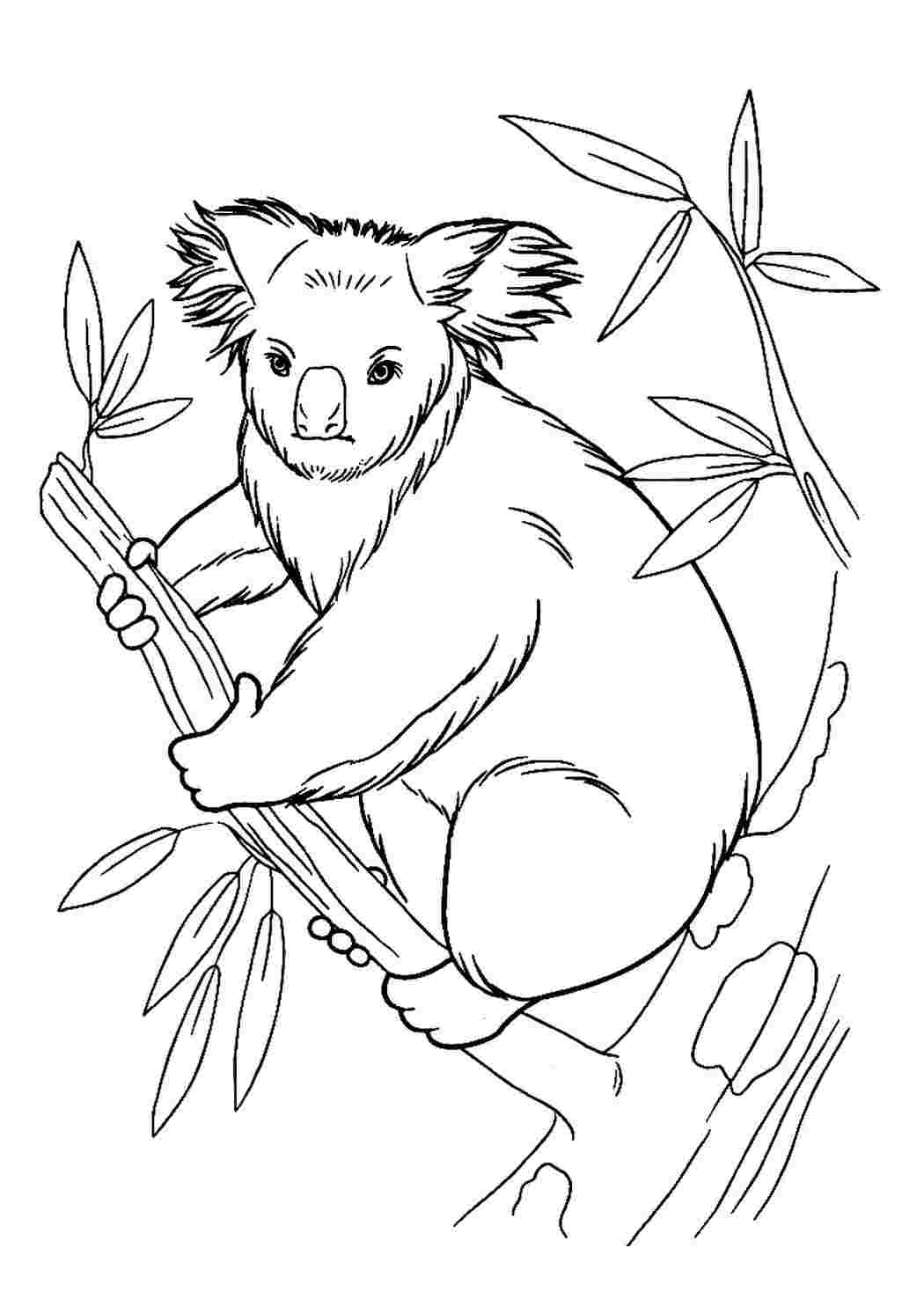 Раскраски Раскраска Раскраска коала на ветке распечатать. Онлайн раскраска. Раскраска Раскраска коала на ветке распечатать. Онлайн раскраски.