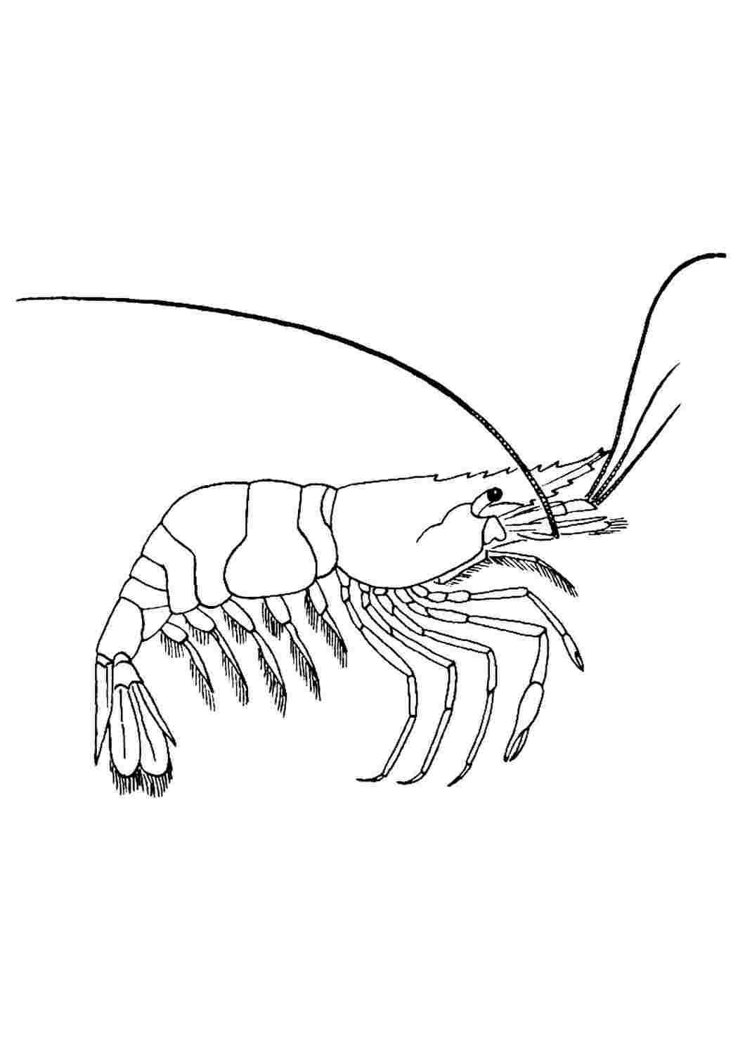 Раскраска Раскраска креветка распечатать. Черно белые раскраски.