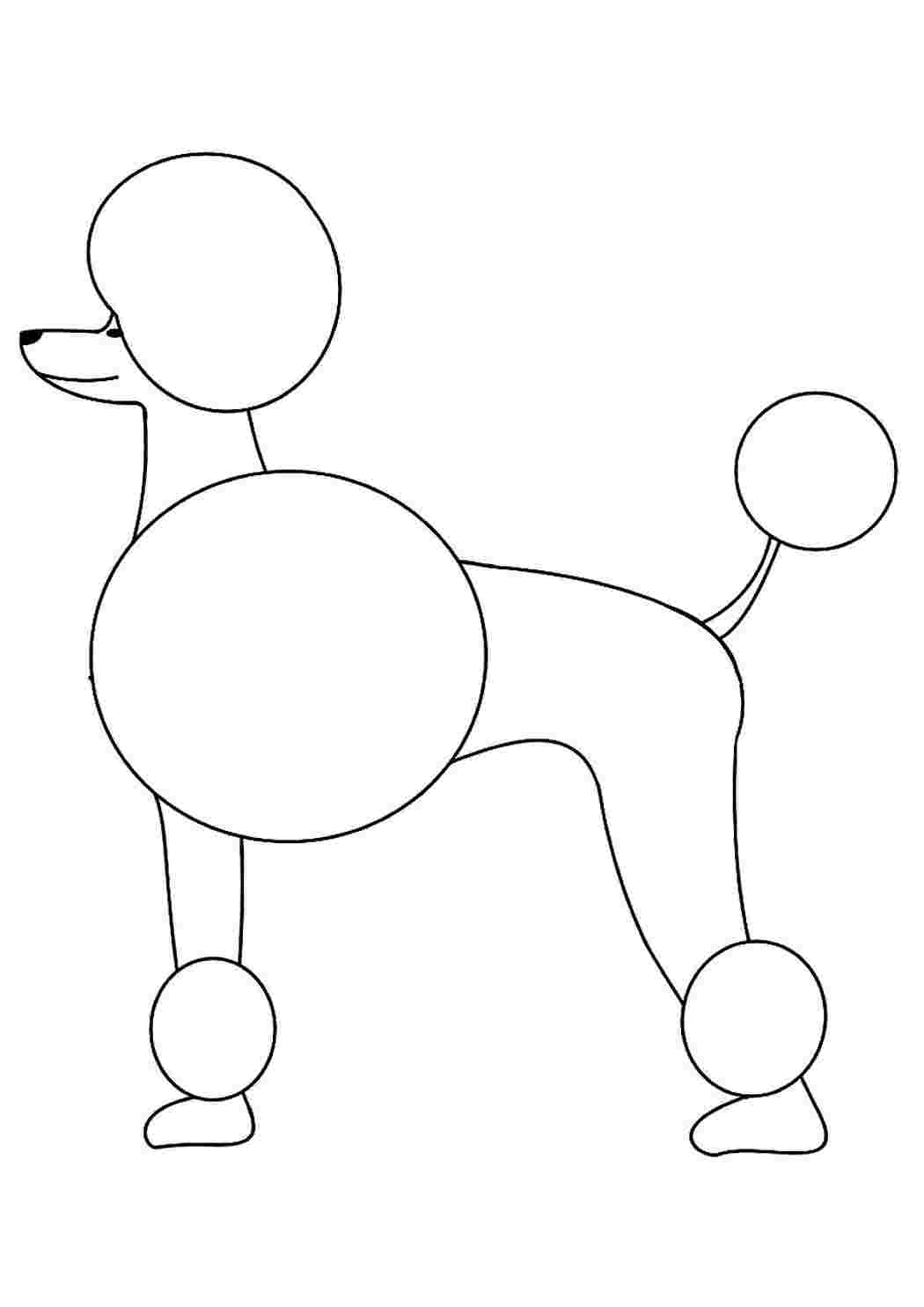 Раскраски Раскраска Пудель. Раскраски для развития. Раскраска Пудель. Развивающие раскраски.
