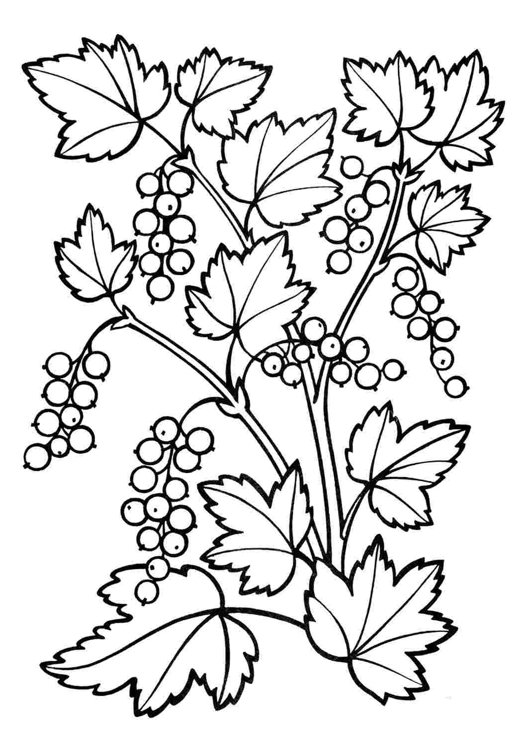 Раскраски Кустарник смородина. Разукраска. Кустарник смородина. Раскраски.