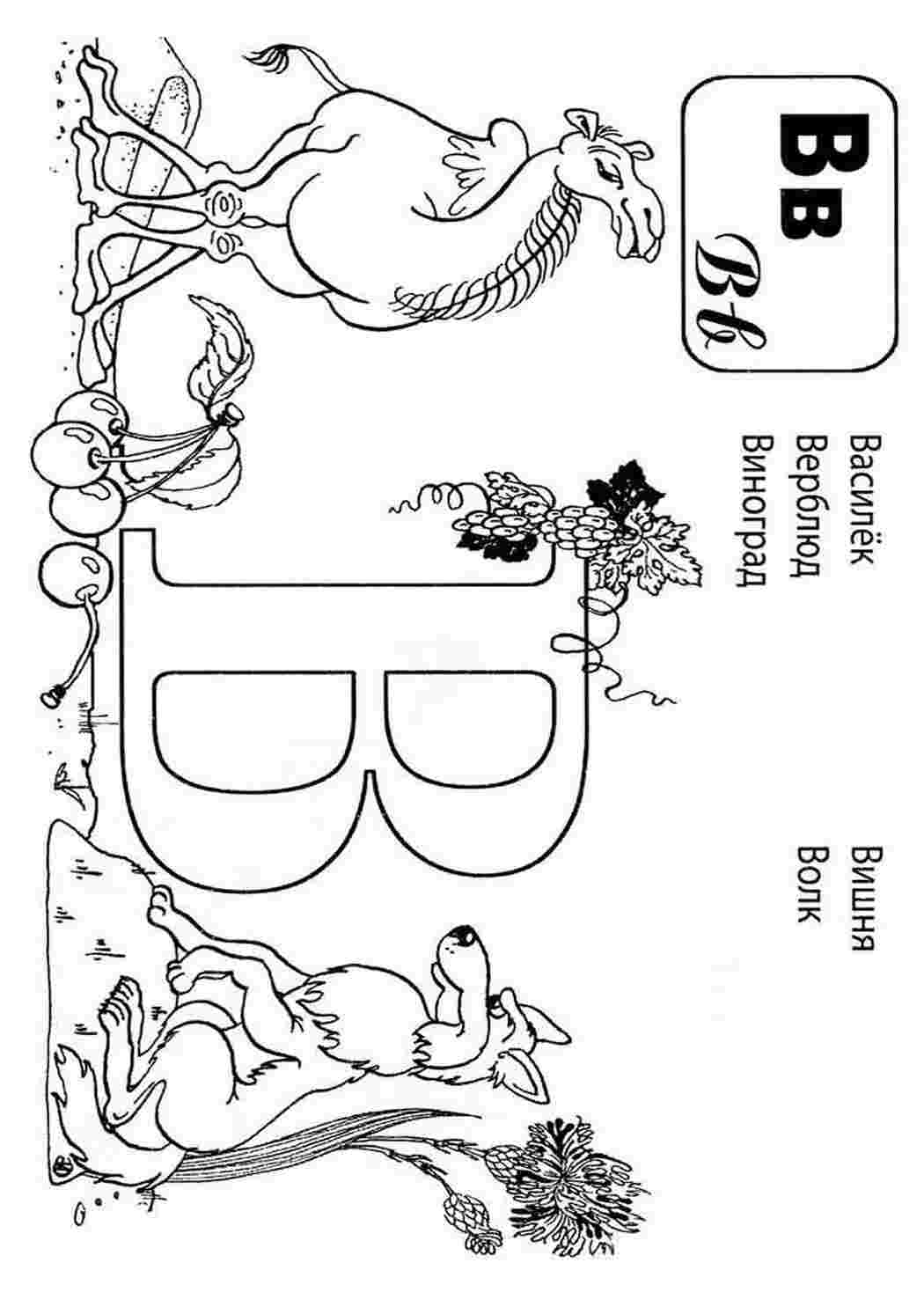 Буква В с верблюдом и волком. Обучающие раскраски.