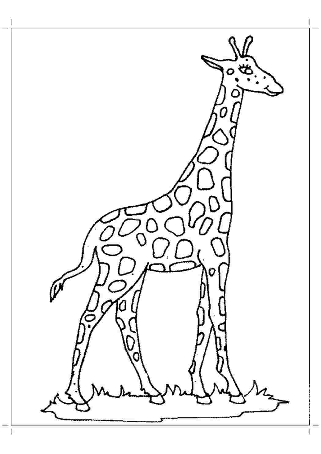 Раскраска жираф Изображения – скачать бесплатно на Freepik
