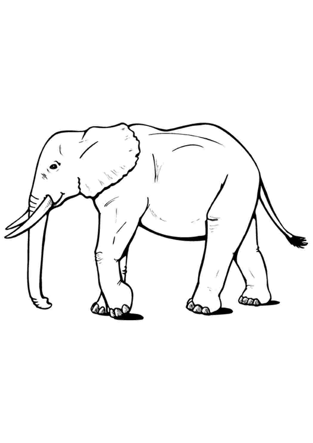 Слон рисунок детский