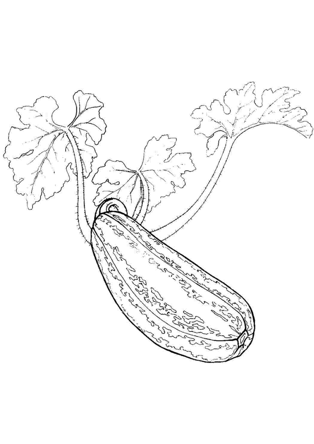 Раскраски раскраска кабачок. Скачать раскраски бесплатно. раскраска кабачок. Раскраска без регистарции.