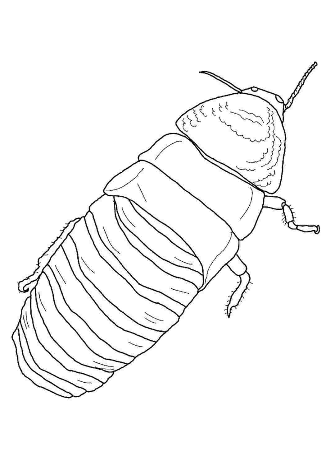 Раскраски раскраски животные насекомые раскраска таракан. Раскраски в формате А4. раскраски животные насекомые раскраска таракан. Много раскрасок.