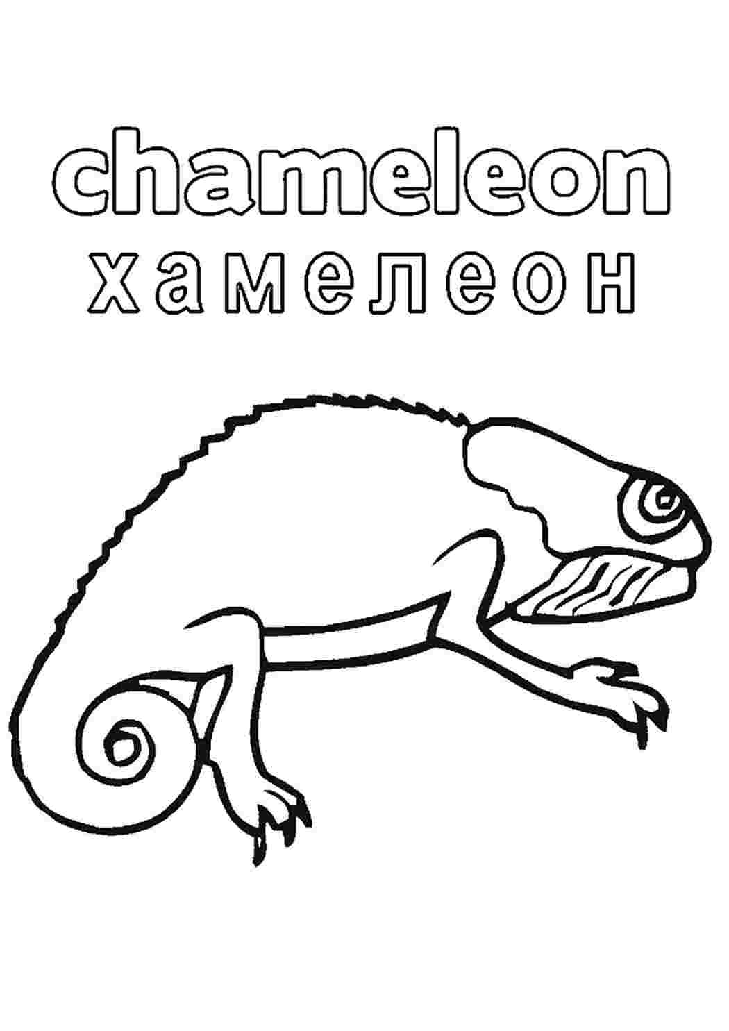 раскраски животные. Интересные раскраски.