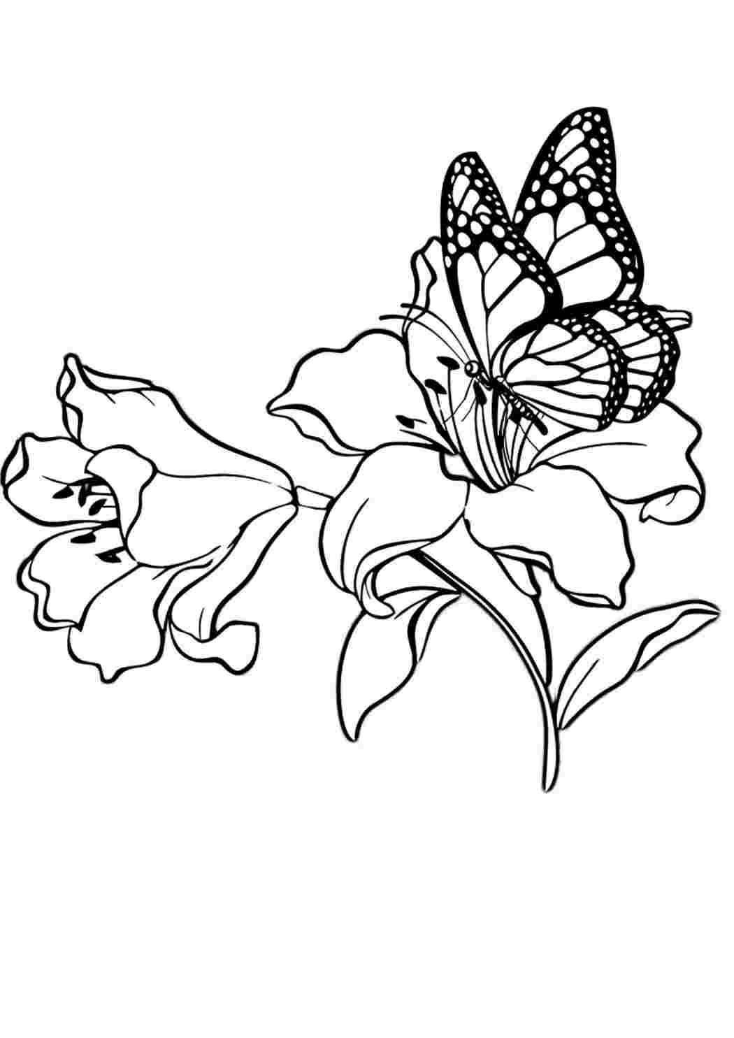 Раскраски Бабочка сидит на цветочке - раскраска. Бесплатные раскраски. Бабочка сидит на цветочке - раскраска. Печатать раскарску.