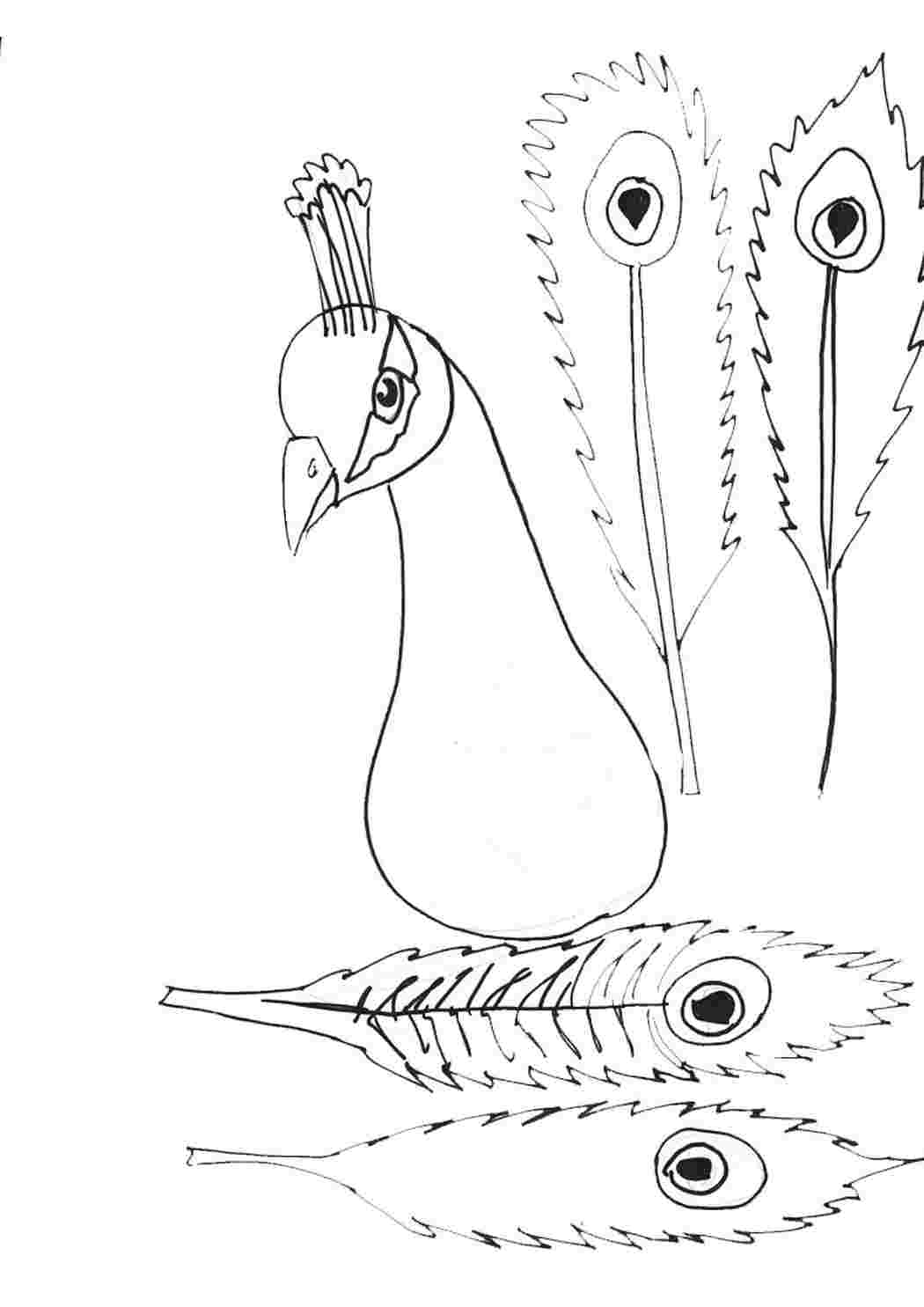 Раскраски раскраски животные раскраска павлин. Раскраски в формате А4. раскраски животные раскраска павлин. Много раскрасок.
