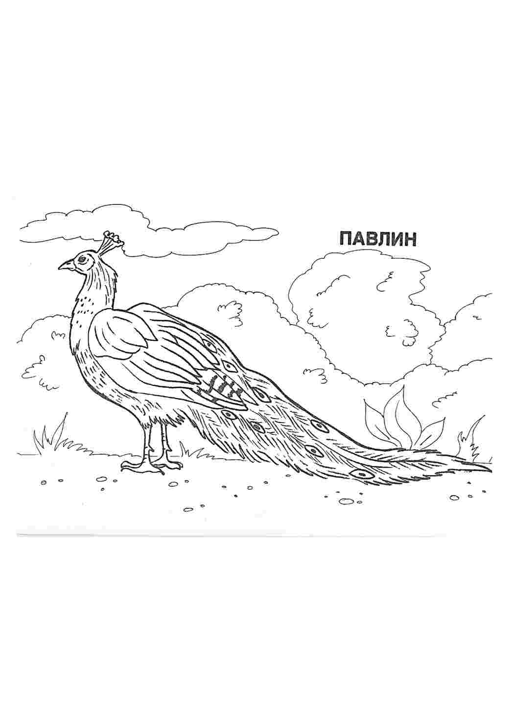 раскраски животных раскраска павлин. Разукрашка.