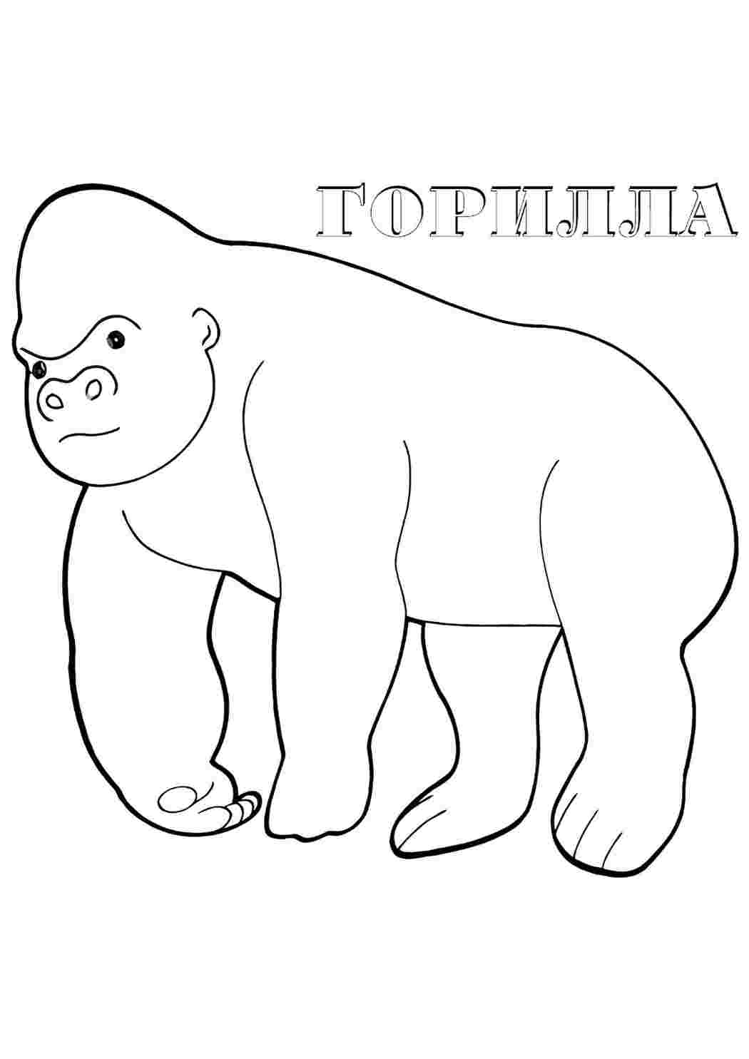 Раскраски раскраски животные раскраска горилла. Разукраска. раскраски животные раскраска горилла. Раскраска.