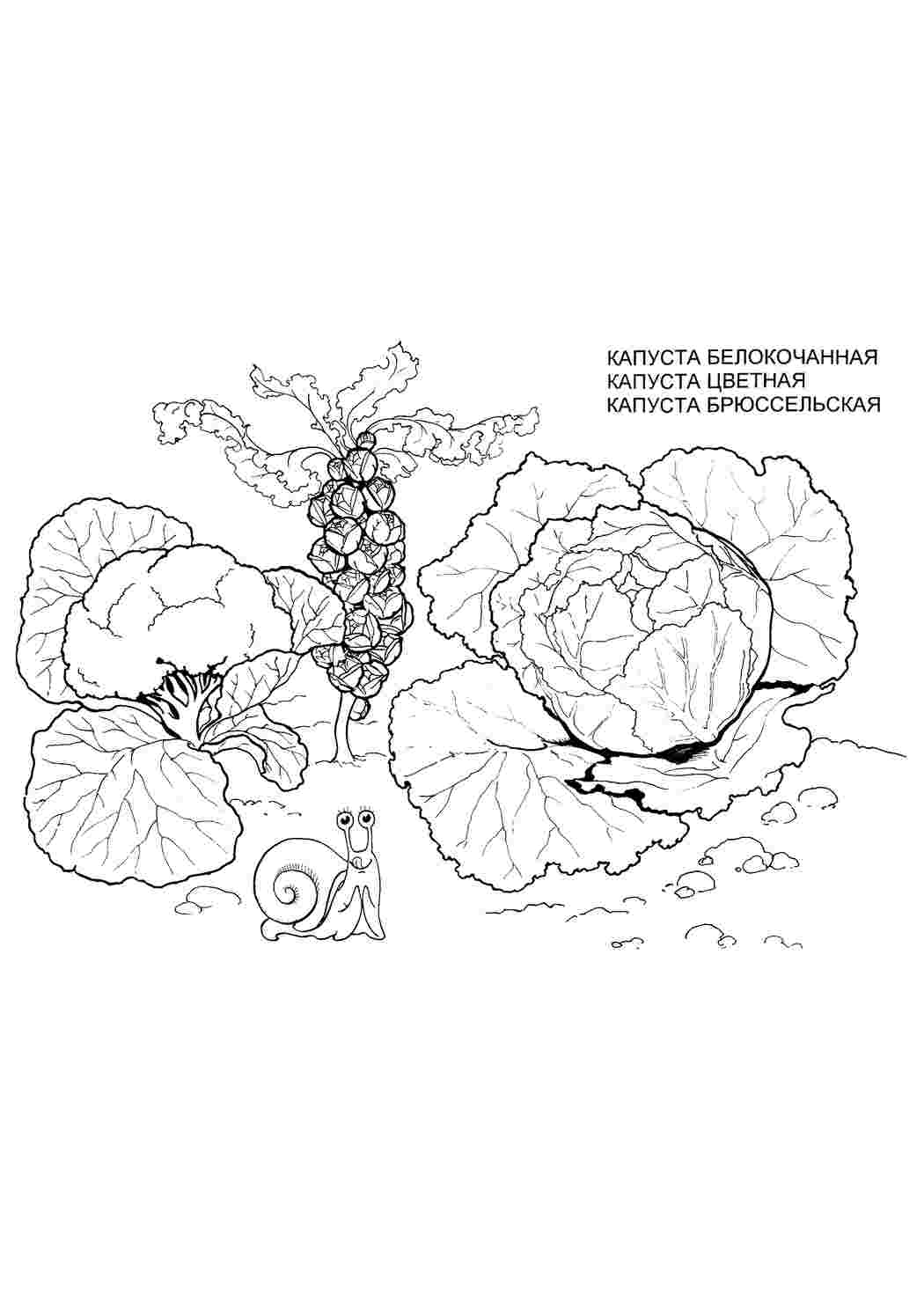 Раскраски капуста раскраска. Скачать раскраски. капуста раскраска. Скачать раскраски бесплатно.