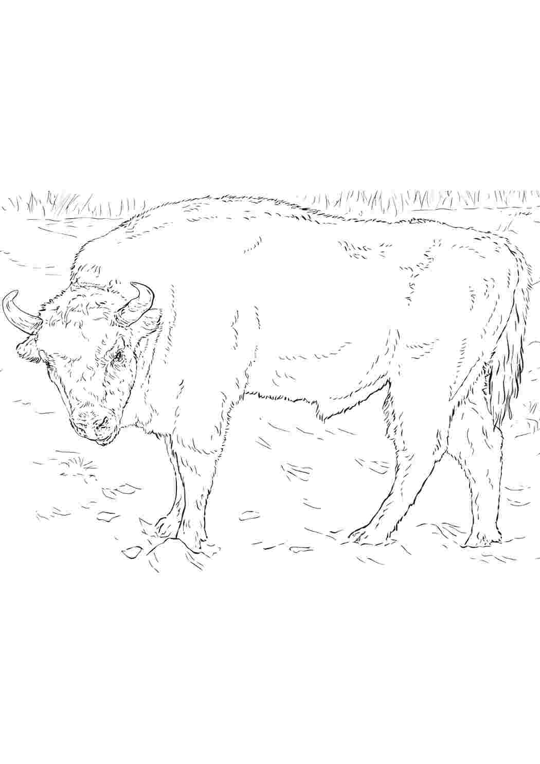 Страница раскраски американского бизона для взрослых векторная иллюстрация
