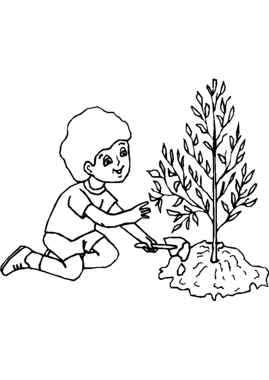 Раскраски Мальчик посадил дерево. Печатать раскарску. Мальчик посадил дерево. Раскраски без СМС.
