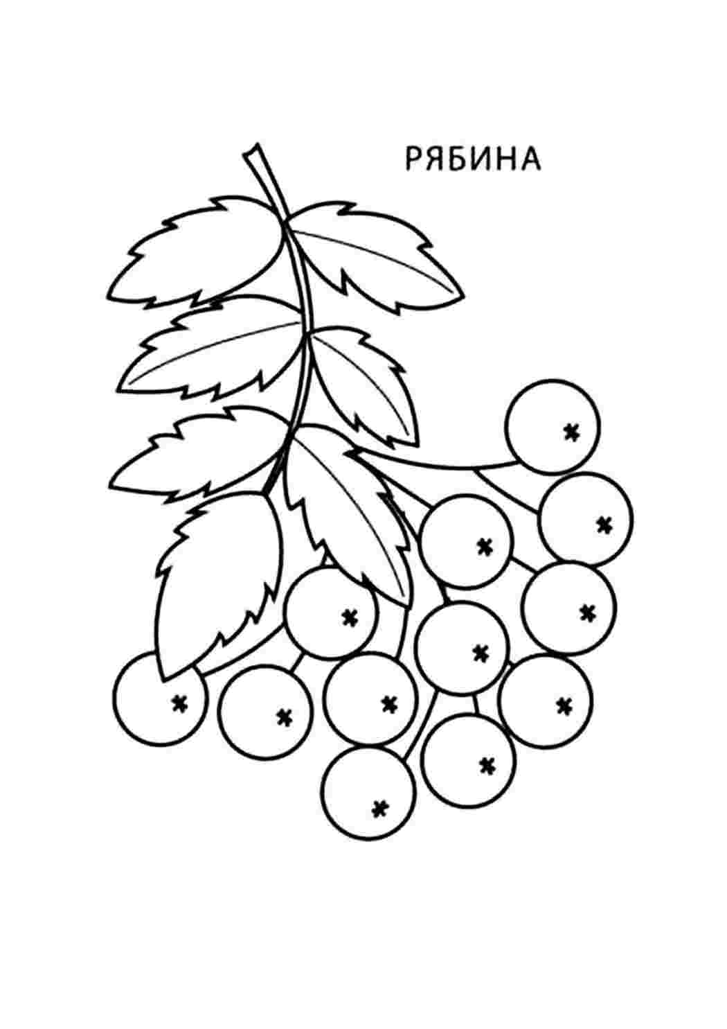 ветка рябины. Онлайн раскраски.