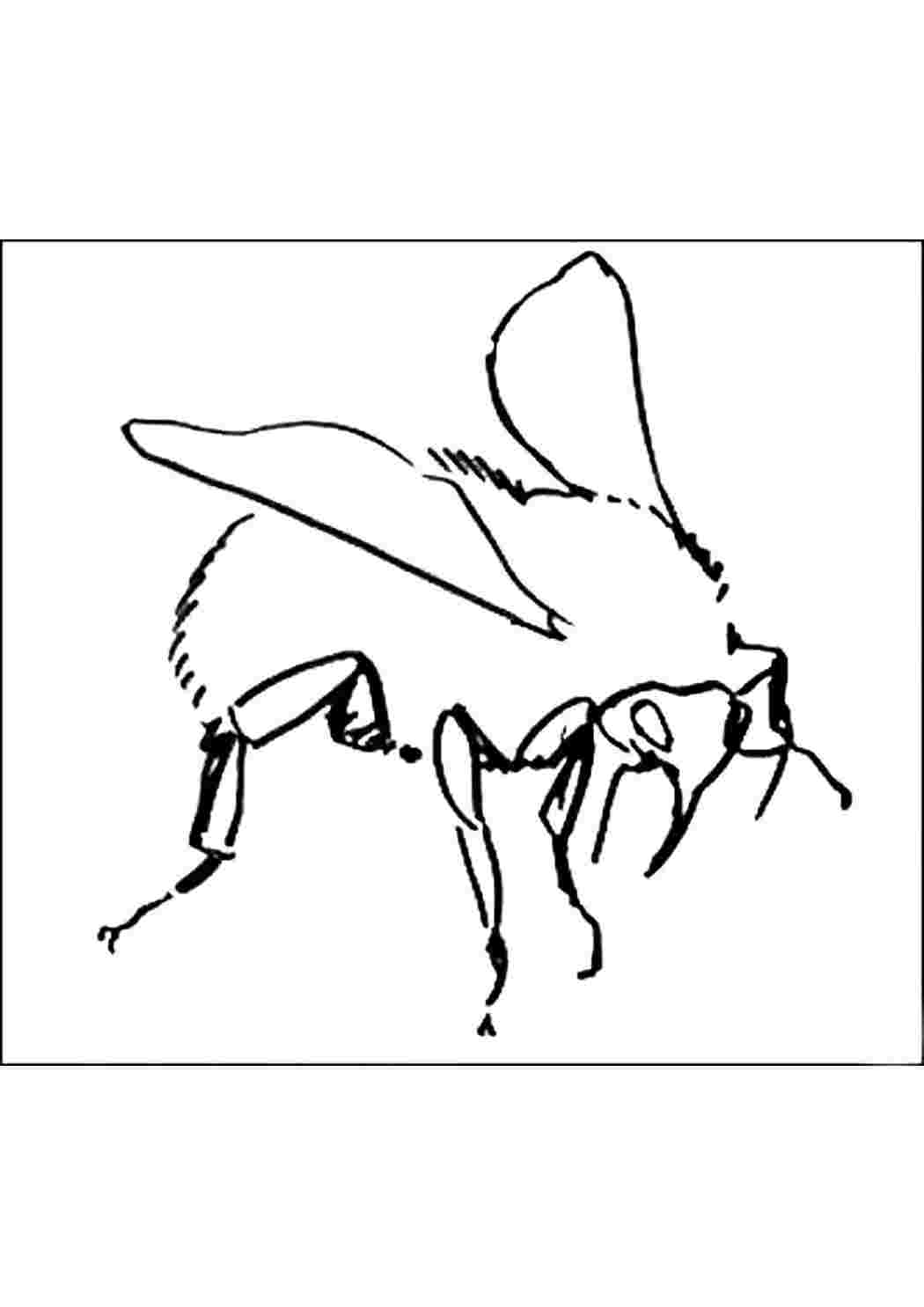 Раскраски раскраска шмель. Печатать раскарску. раскраска шмель. Обучающие раскраски.