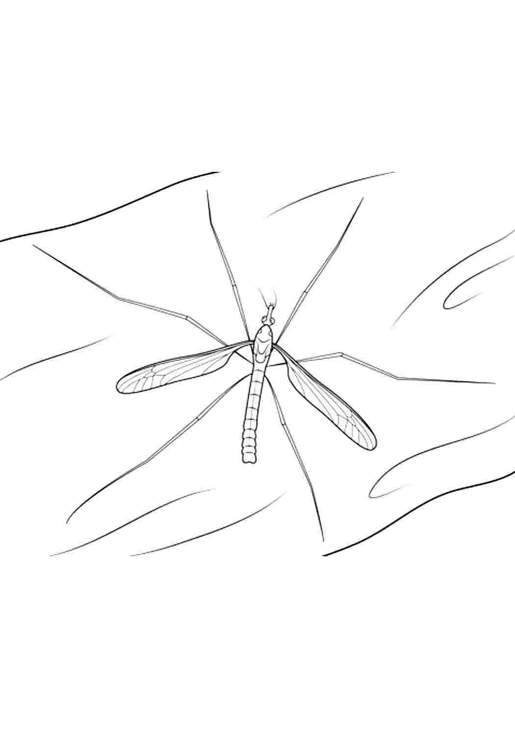 Раскраски раскраски животные насекомые раскраска комар. Раскраски для развития. раскраски животные насекомые раскраска комар. Раскраска для печати.