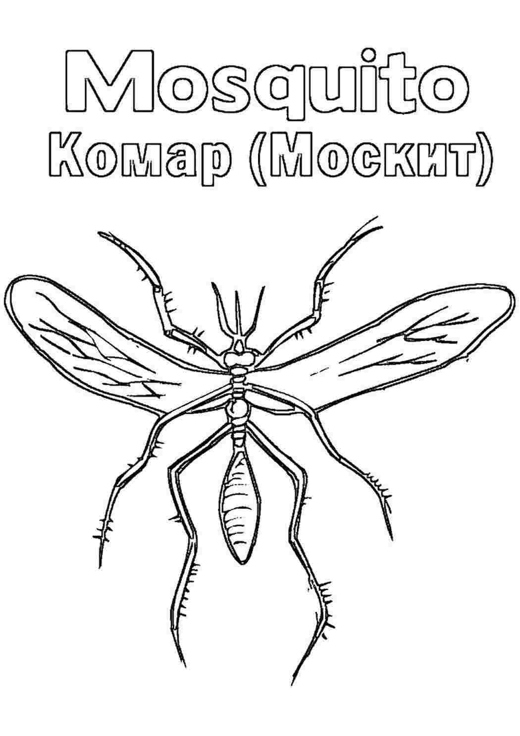 раскраски животные насекомые раскраска комар. Скачать раскраски бесплатно.