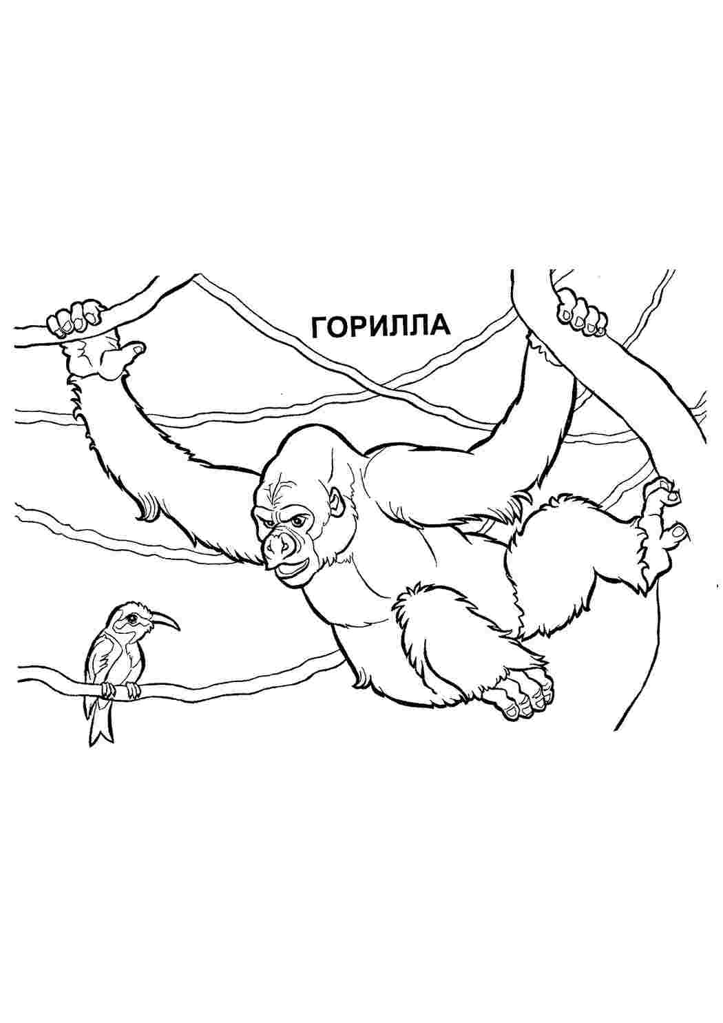 раскраска горилла. Развивающие раскраски.