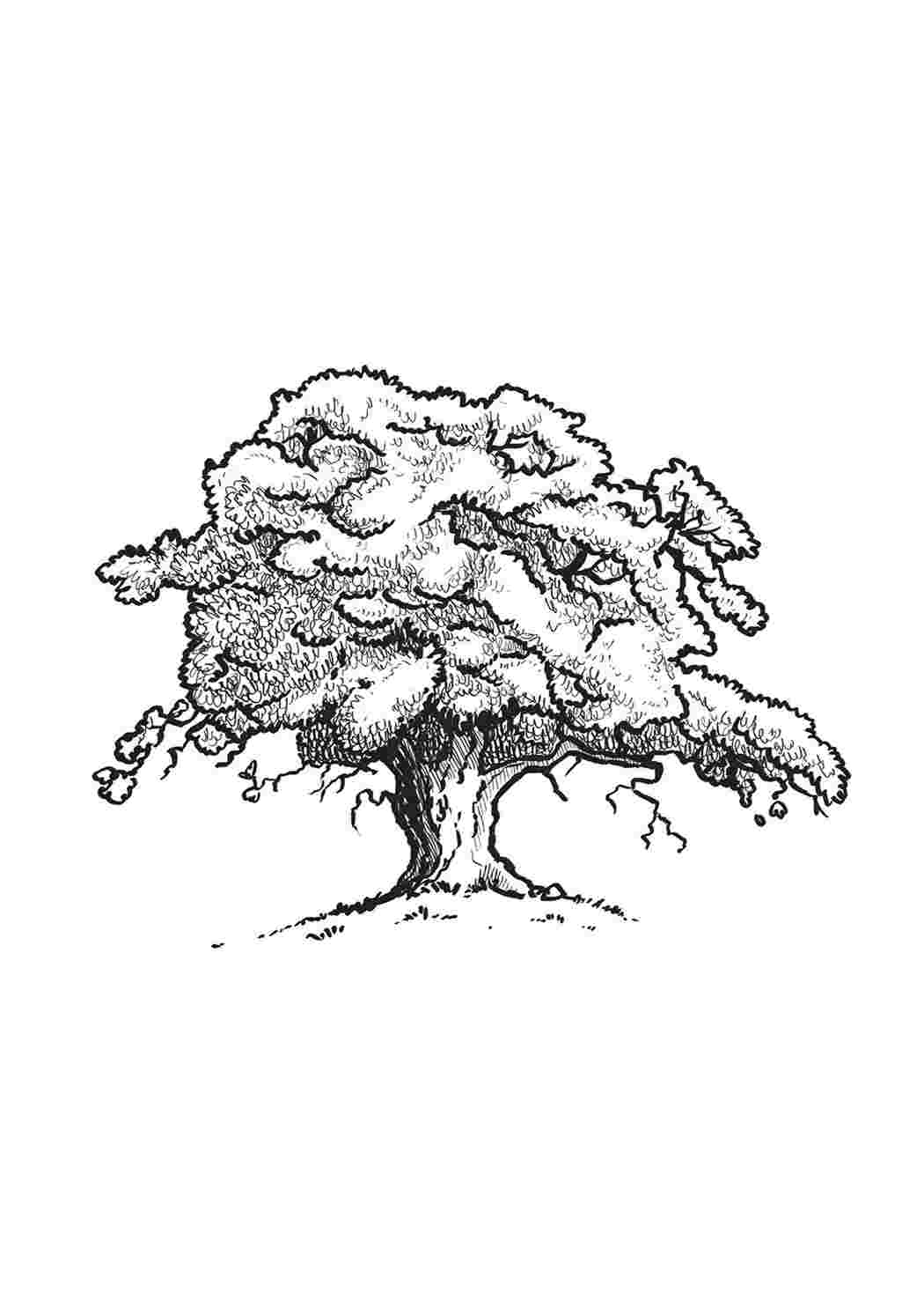 Раскраска дерево дуб – Математические картинки