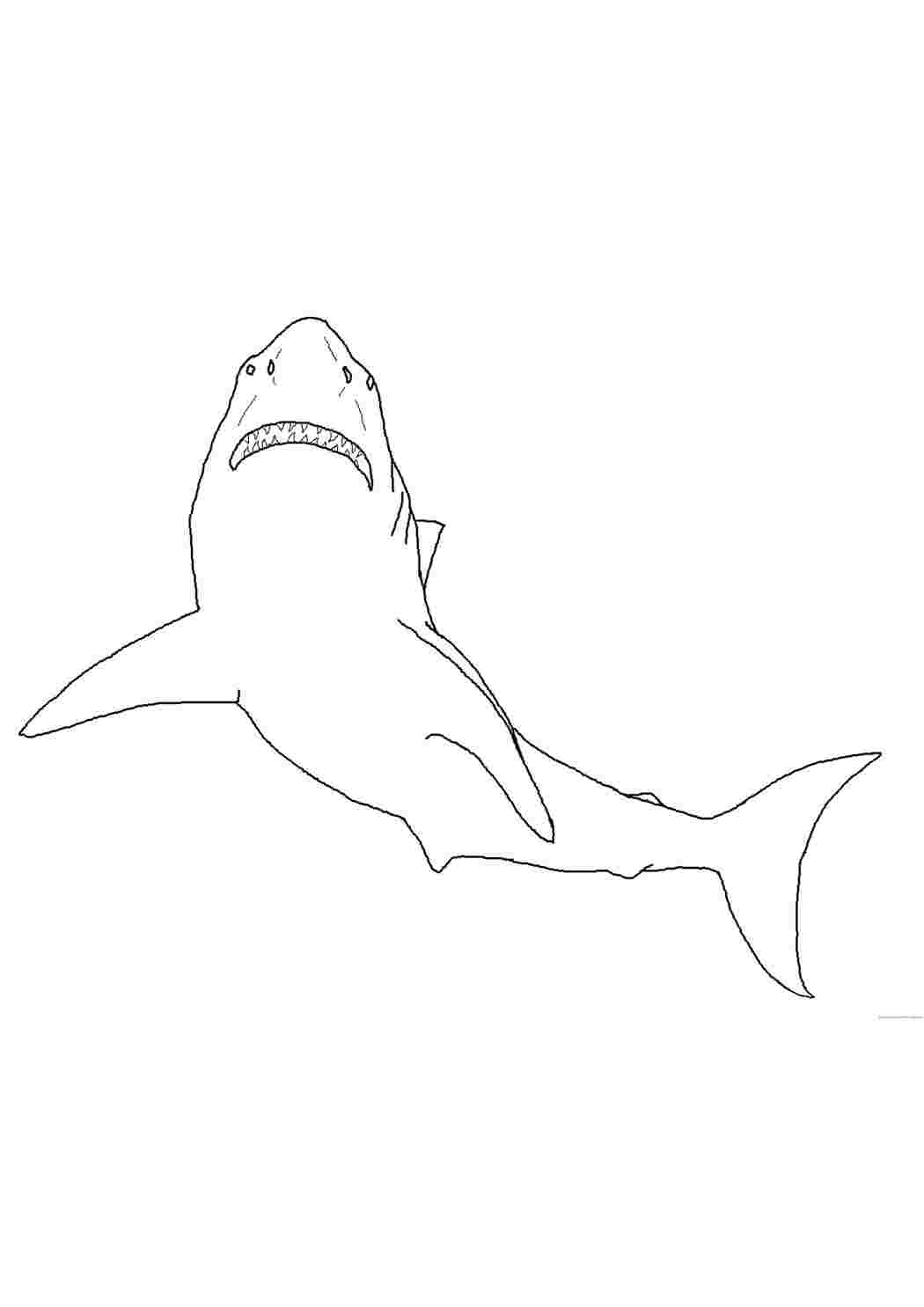 Раскраски Белая акула