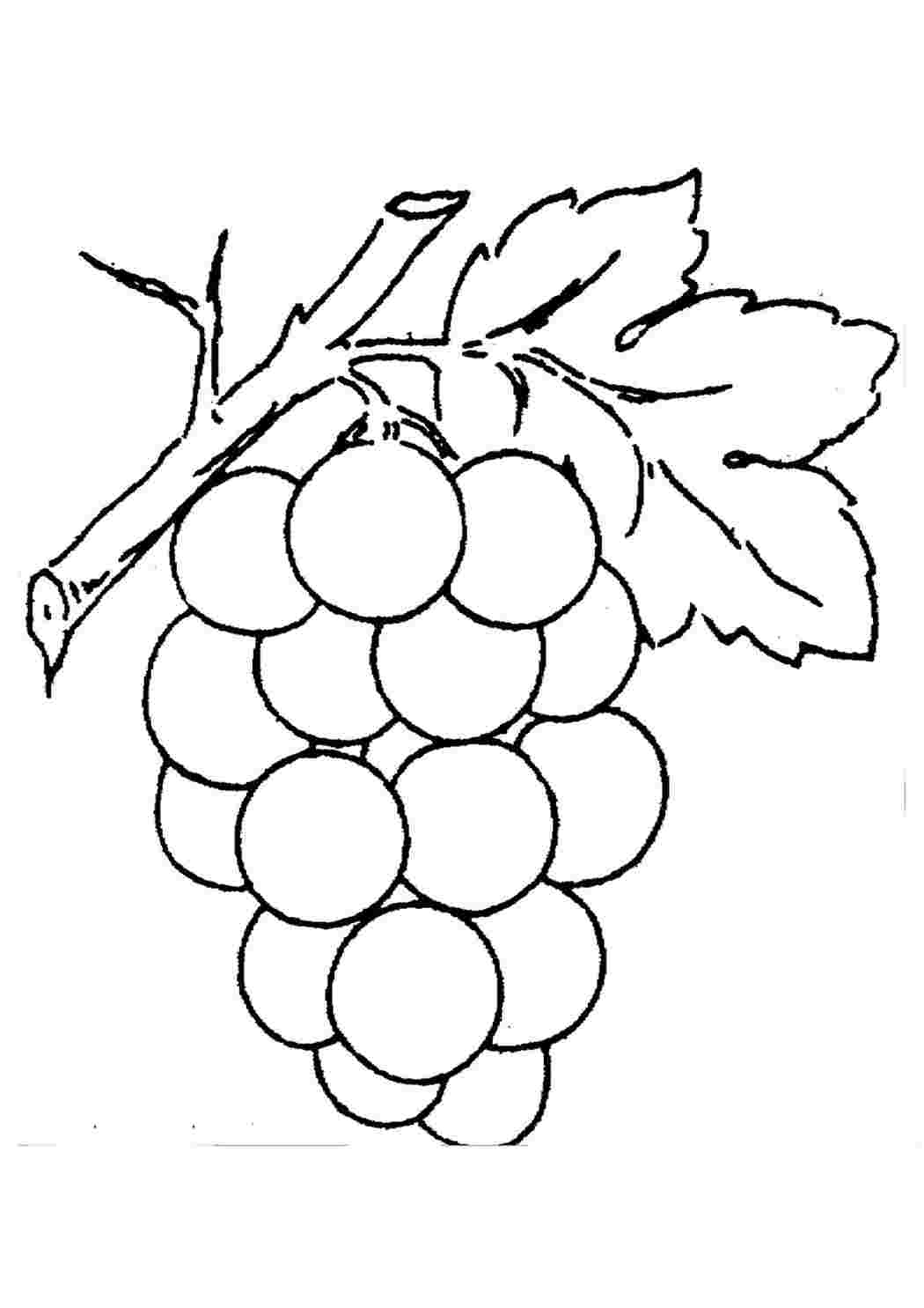 Раскраски раскраска виноград. Раскраска без регистарции. раскраска виноград. Обучающие раскраски.