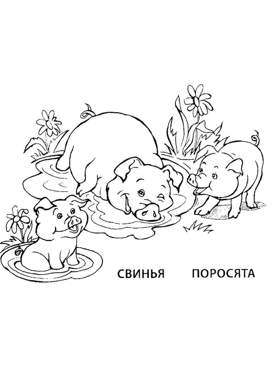 Раскраска поросенок