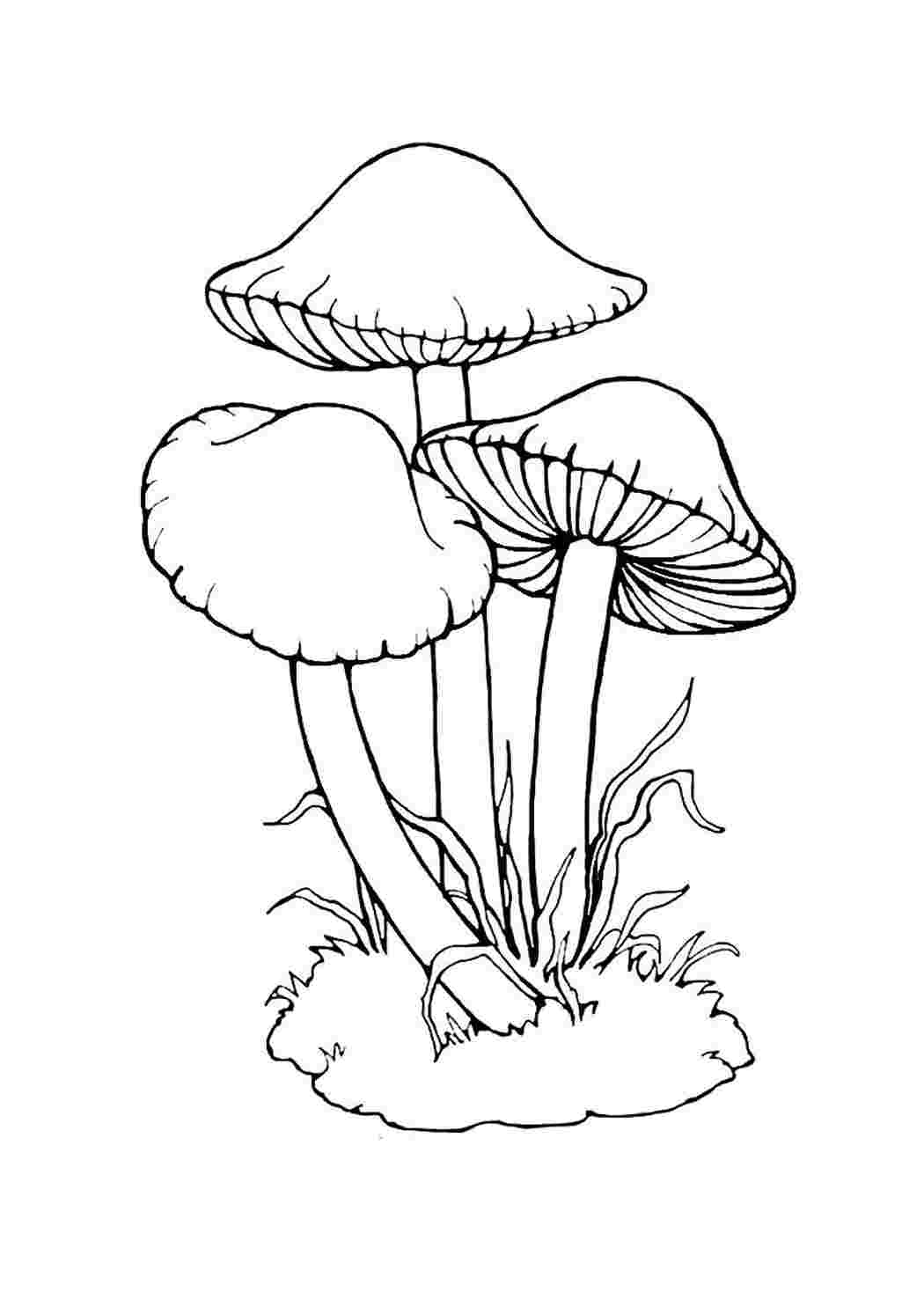 раскраска гриб. Развивающие раскраски.