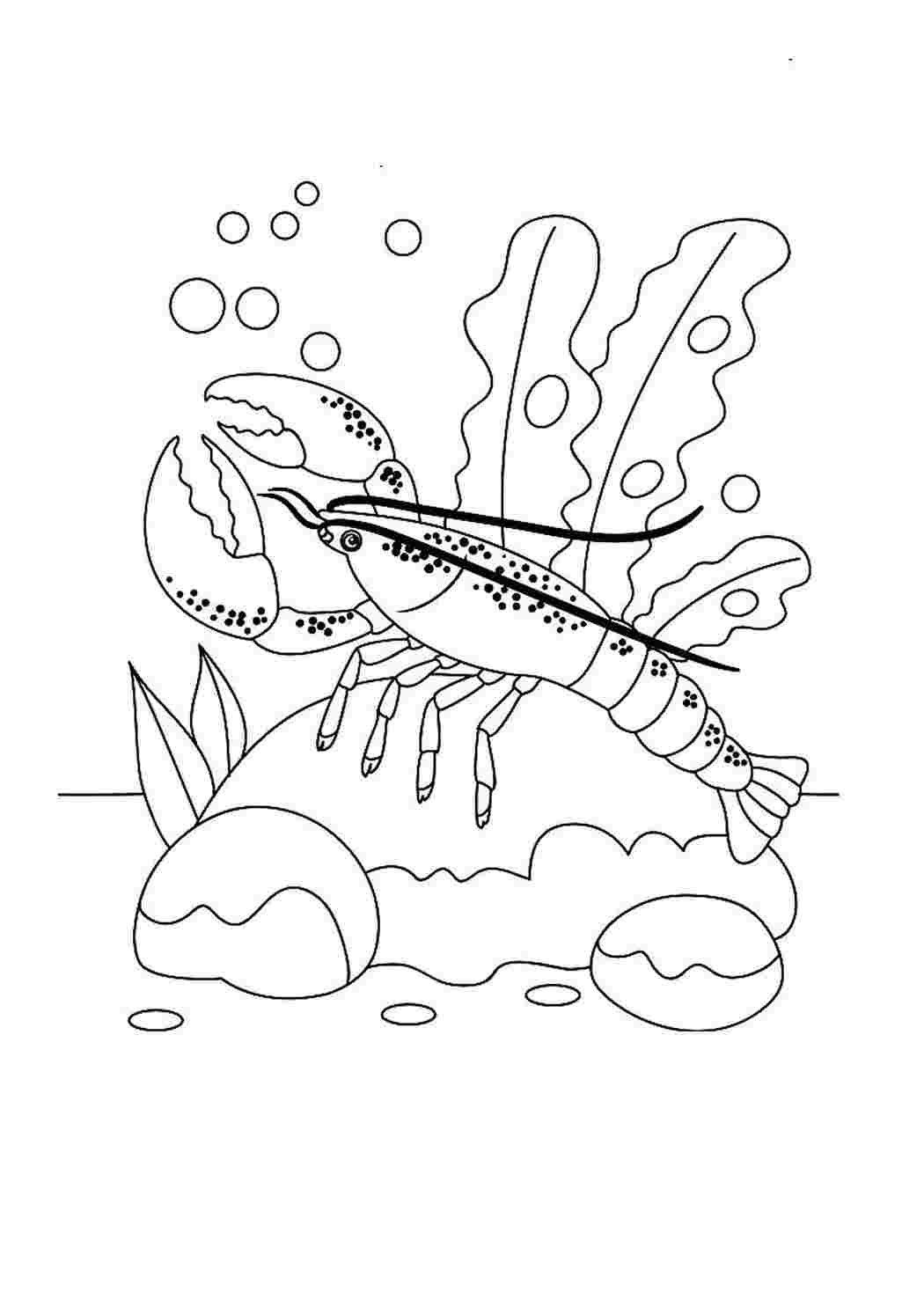 раскраски животные раскраска рак. Картинки раскраски.