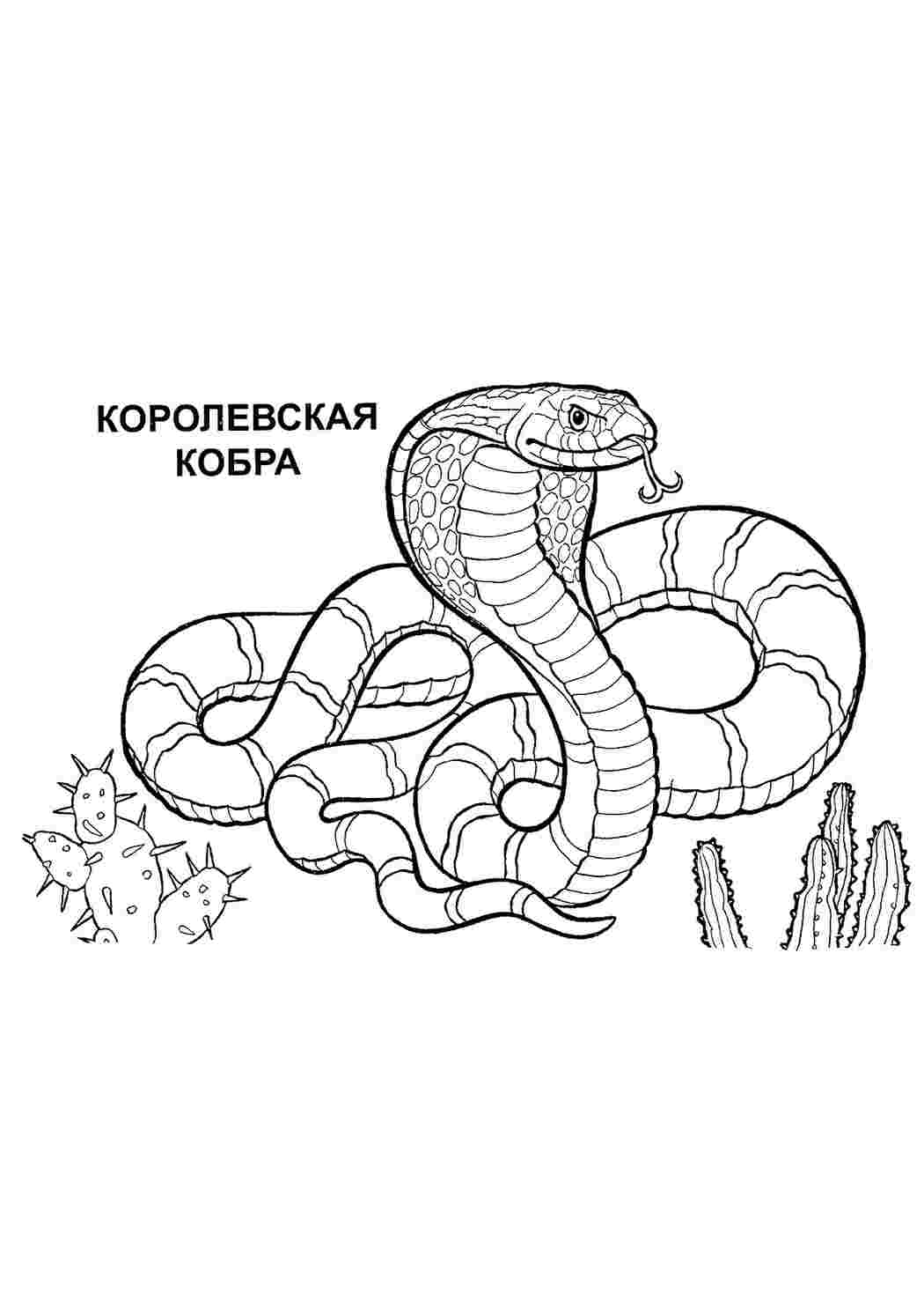 Раскраски раскраски животные змеи раскраска кобра. Лучшие раскраски. раскраски животные змеи раскраска кобра. Раскрашивать онлайн.