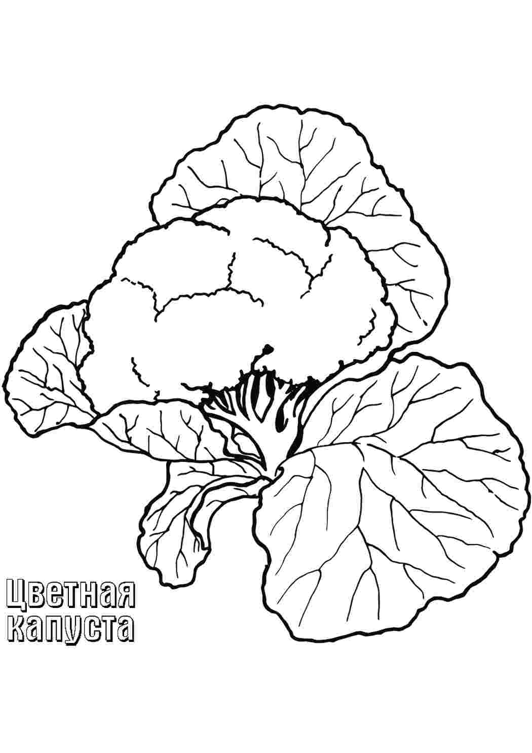 Раскраски капуста еда. Раскраска для печати. капуста еда. Обучающие раскраски.