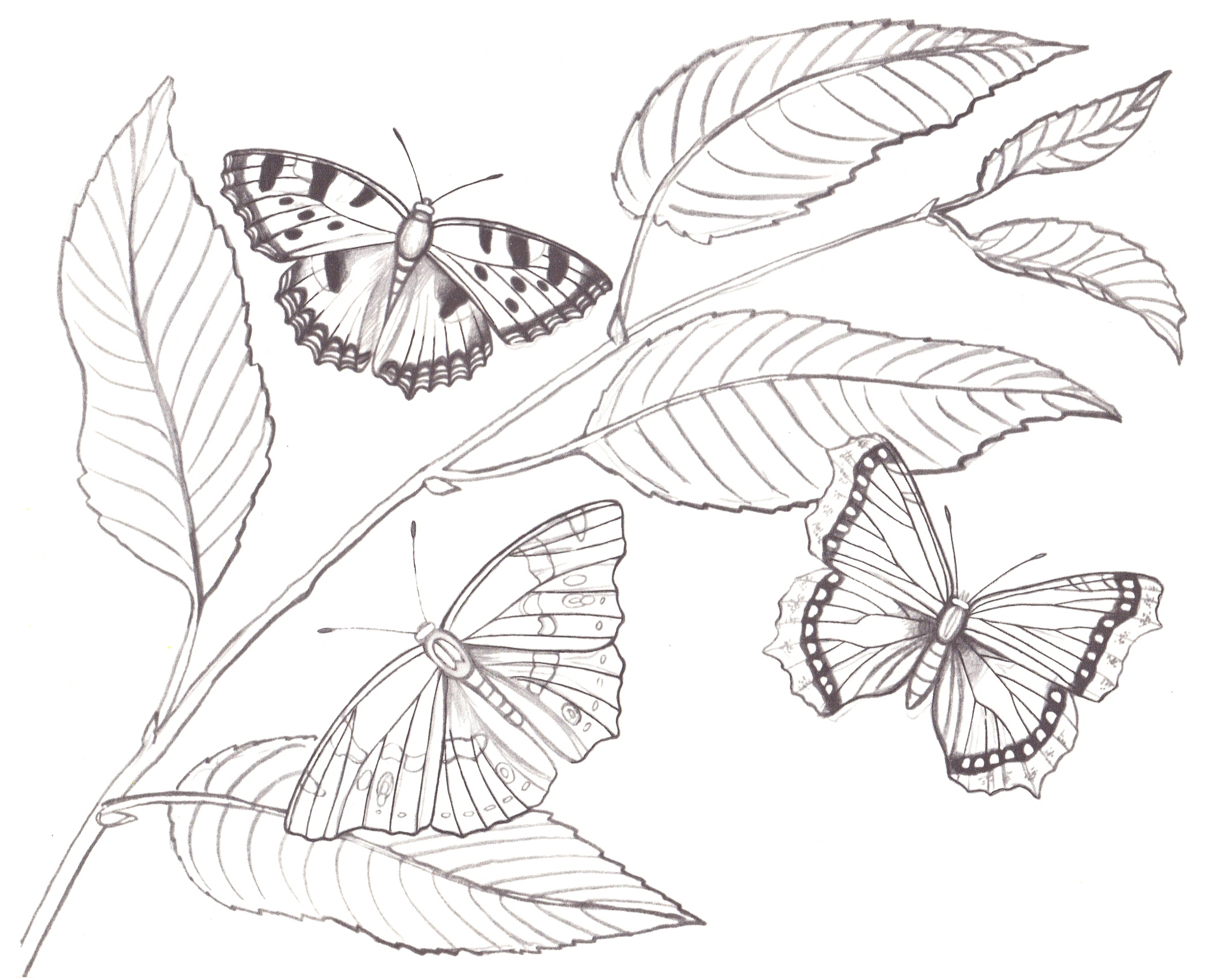 Бабочки на листьях. Раскраска.