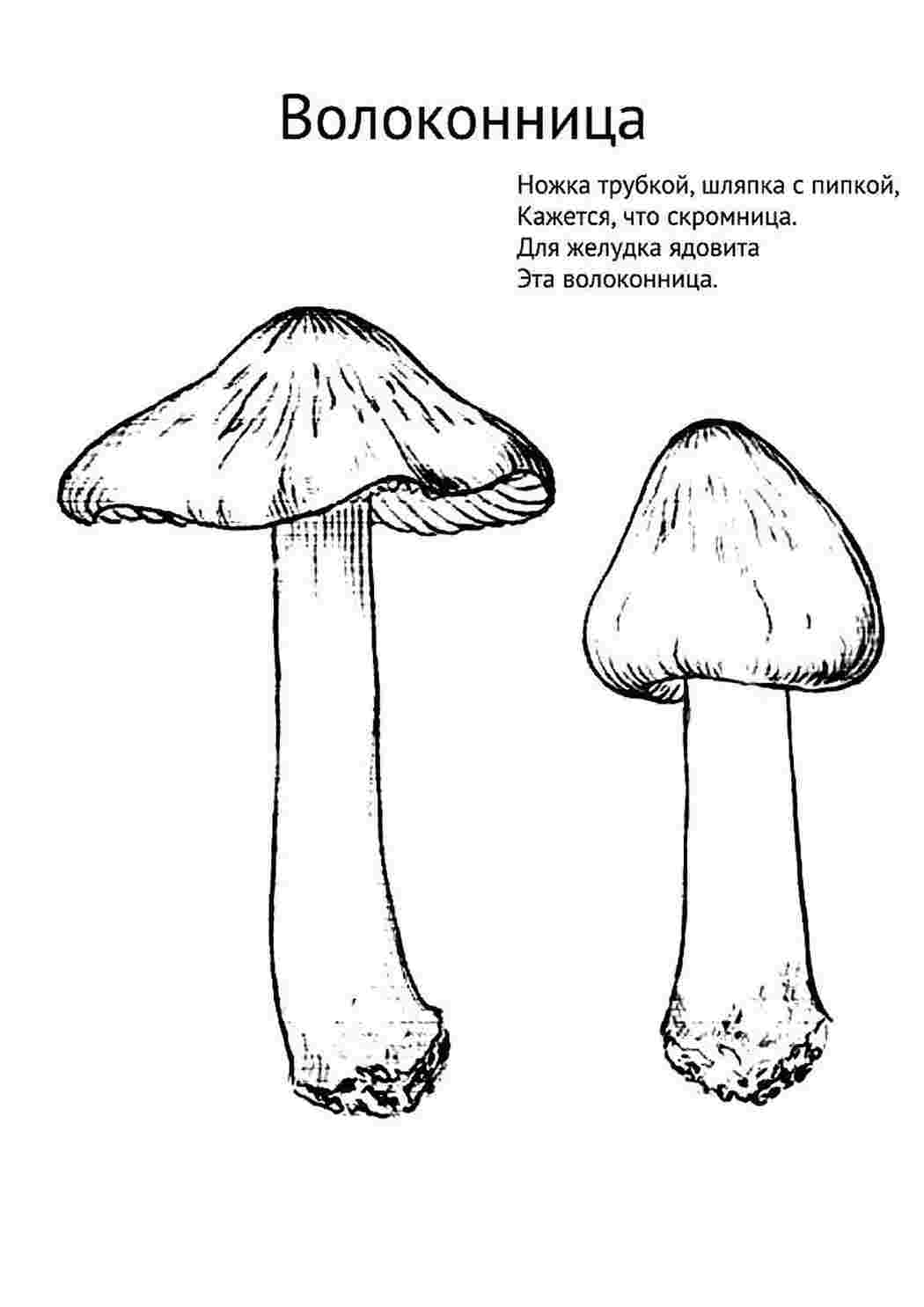 раскраска гриб. Раскраски в формате А4.
