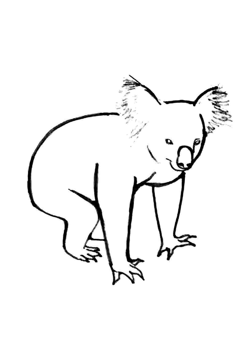 раскраска коала. Раскраски.