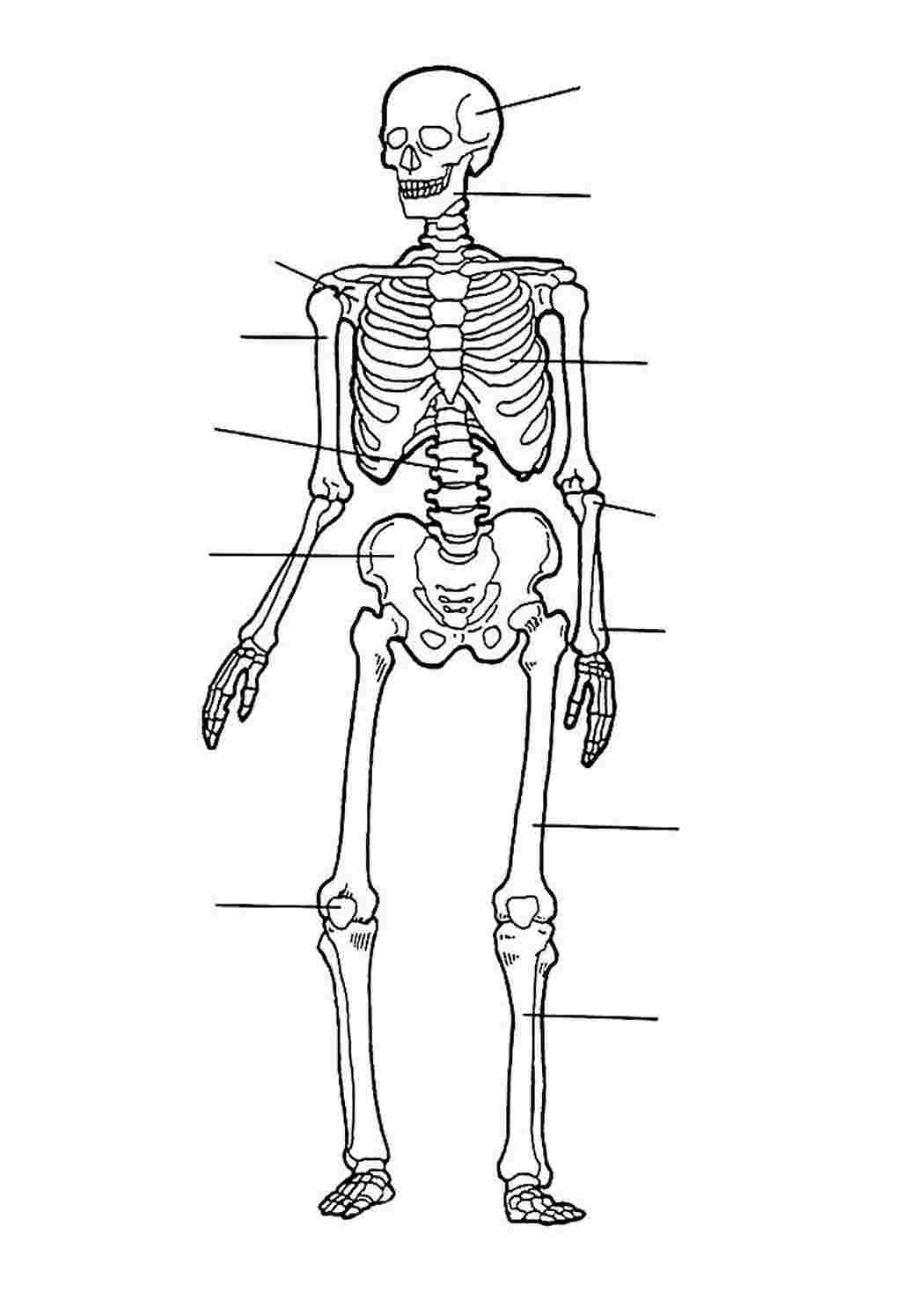 раскраски для мальчиков раскраска скелет. Раскрашивать онлайн.