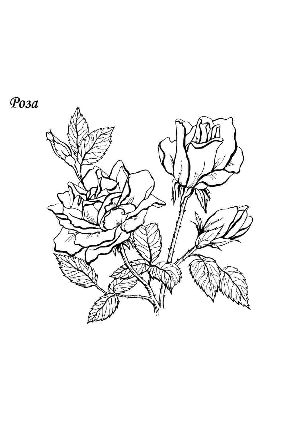 Раскраска Цветы Роза - распечатать бесплатно