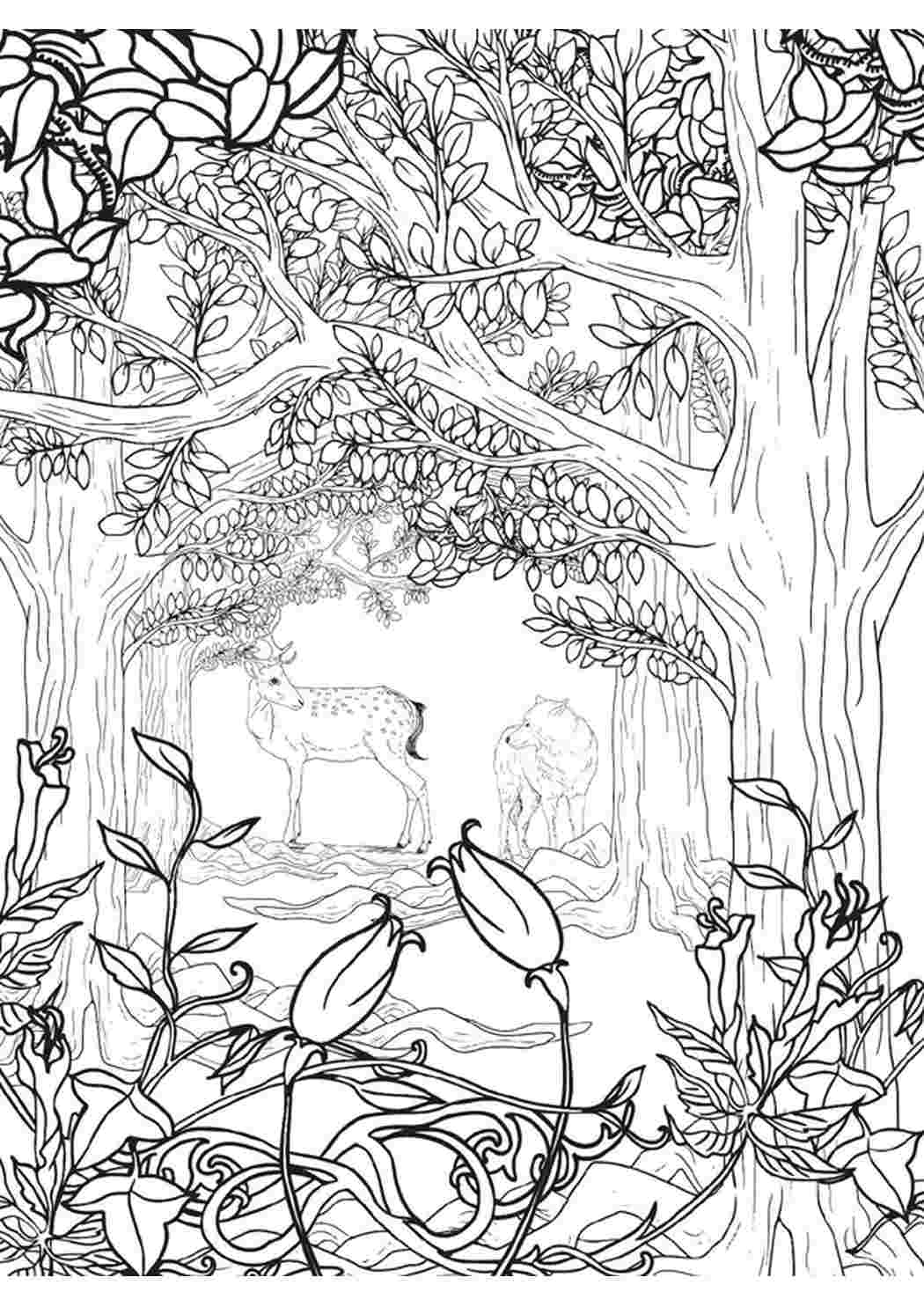 Раскраски раскраски для взрослых раскраска волшебный лес. Разукраска. раскраски для взрослых раскраска волшебный лес. Много раскрасок.
