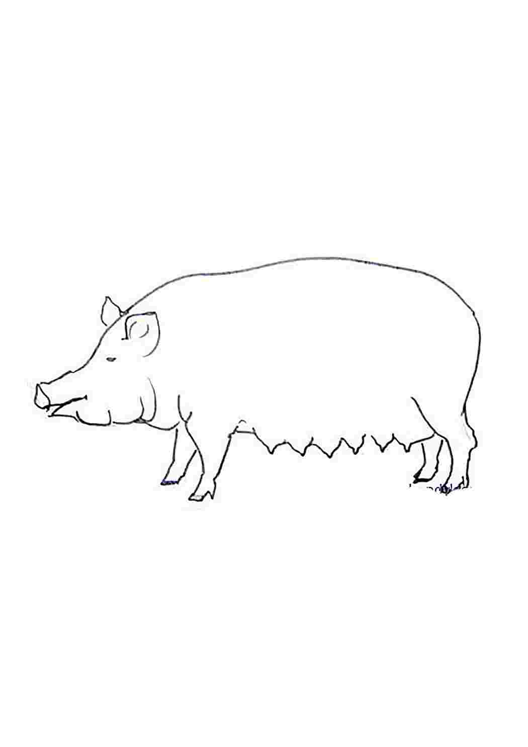 раскраска Пикантные свиней за стеной из камня от свинарник