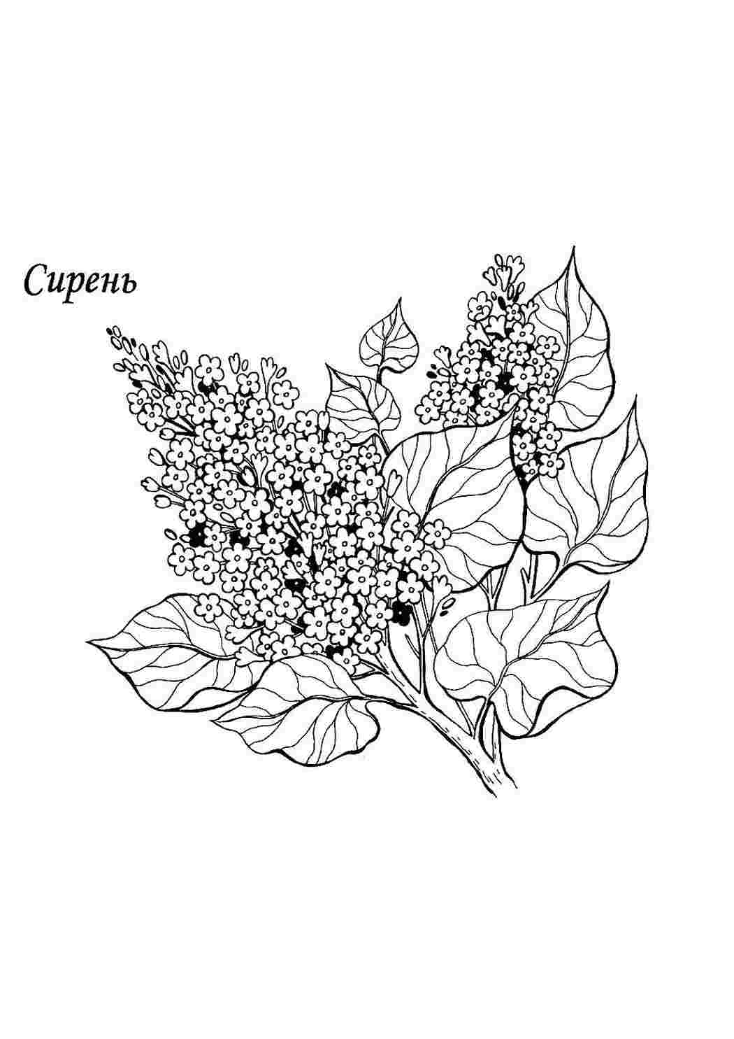 раскраска сирень. Раскраски без СМС.