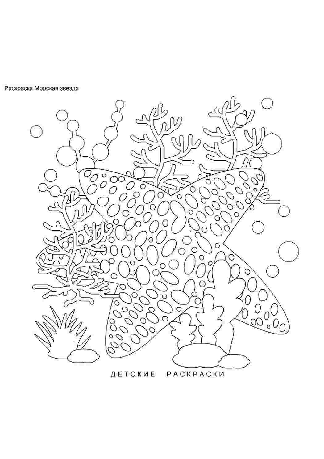 Раскраски раскраска морская звезда. Красивые раскраски. раскраска морская звезда. Раскраска без регистарции.
